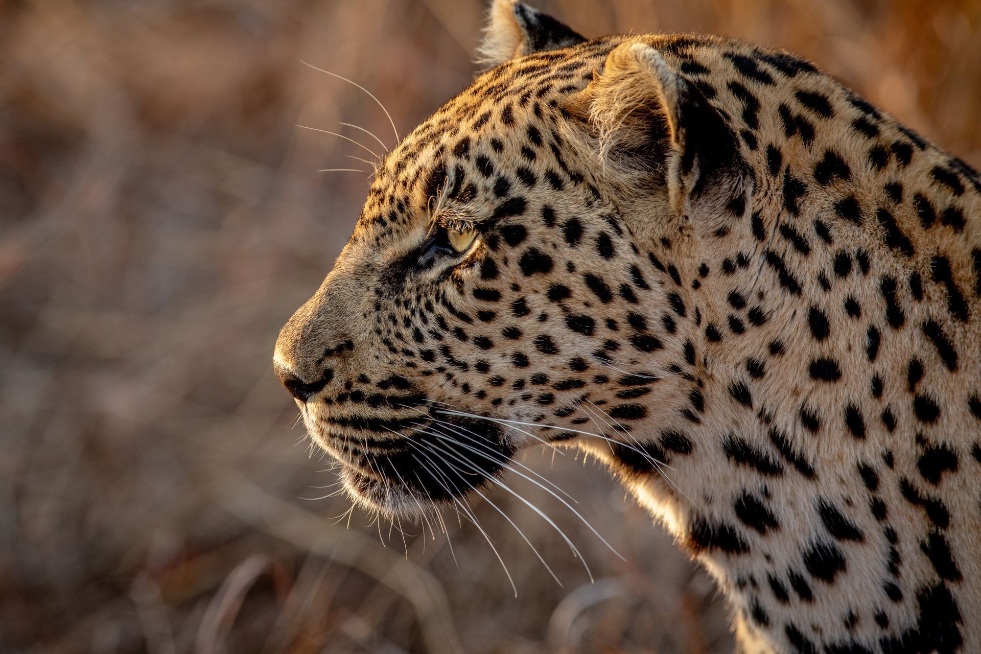 Leopard in profile with spotted coat, looking left in a blurred natural setting