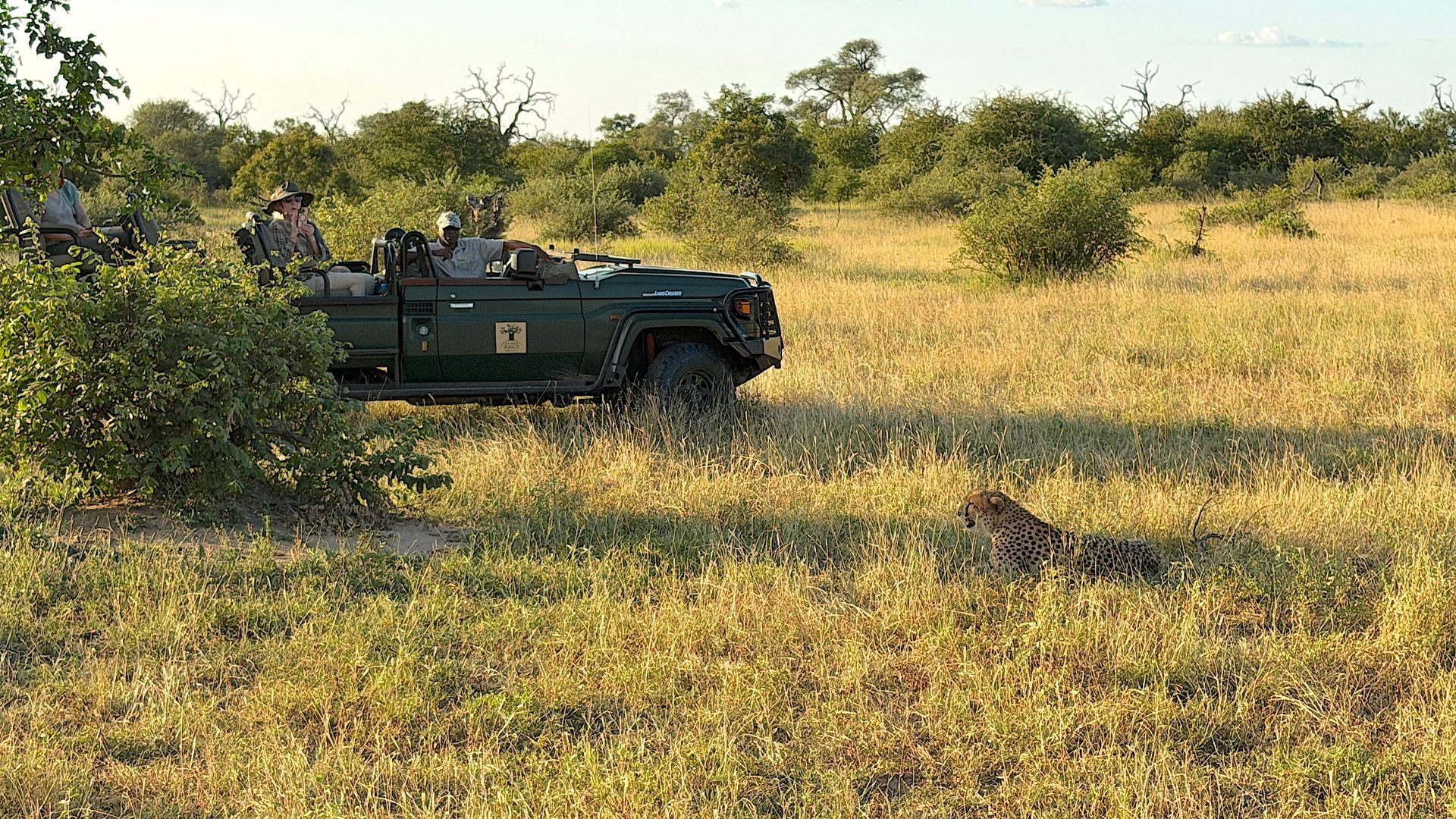 Safari vehicle with people parked beside a resting lion in dry grassland