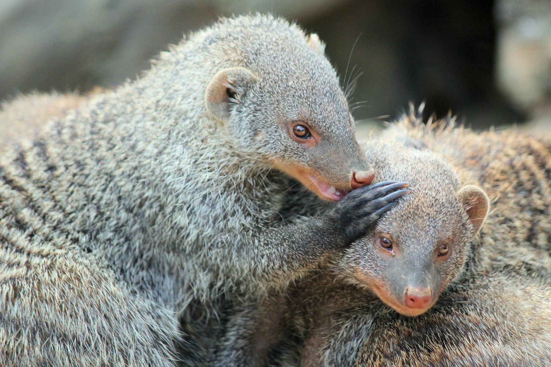 Two small mongooses nuzzling together, one grooming the other in a natural setting.