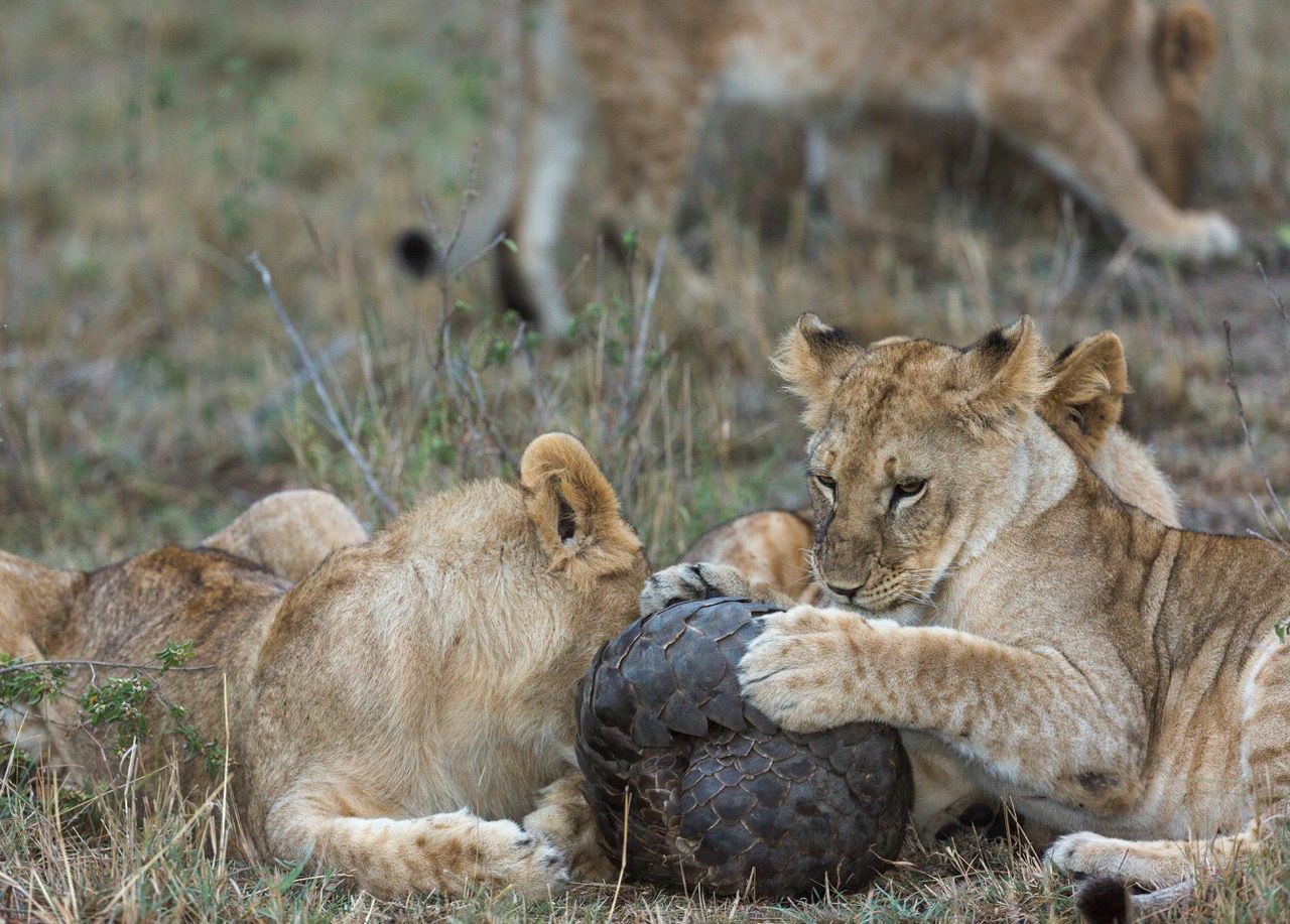 Two lions feeding on a dark carcass in dry grassland.