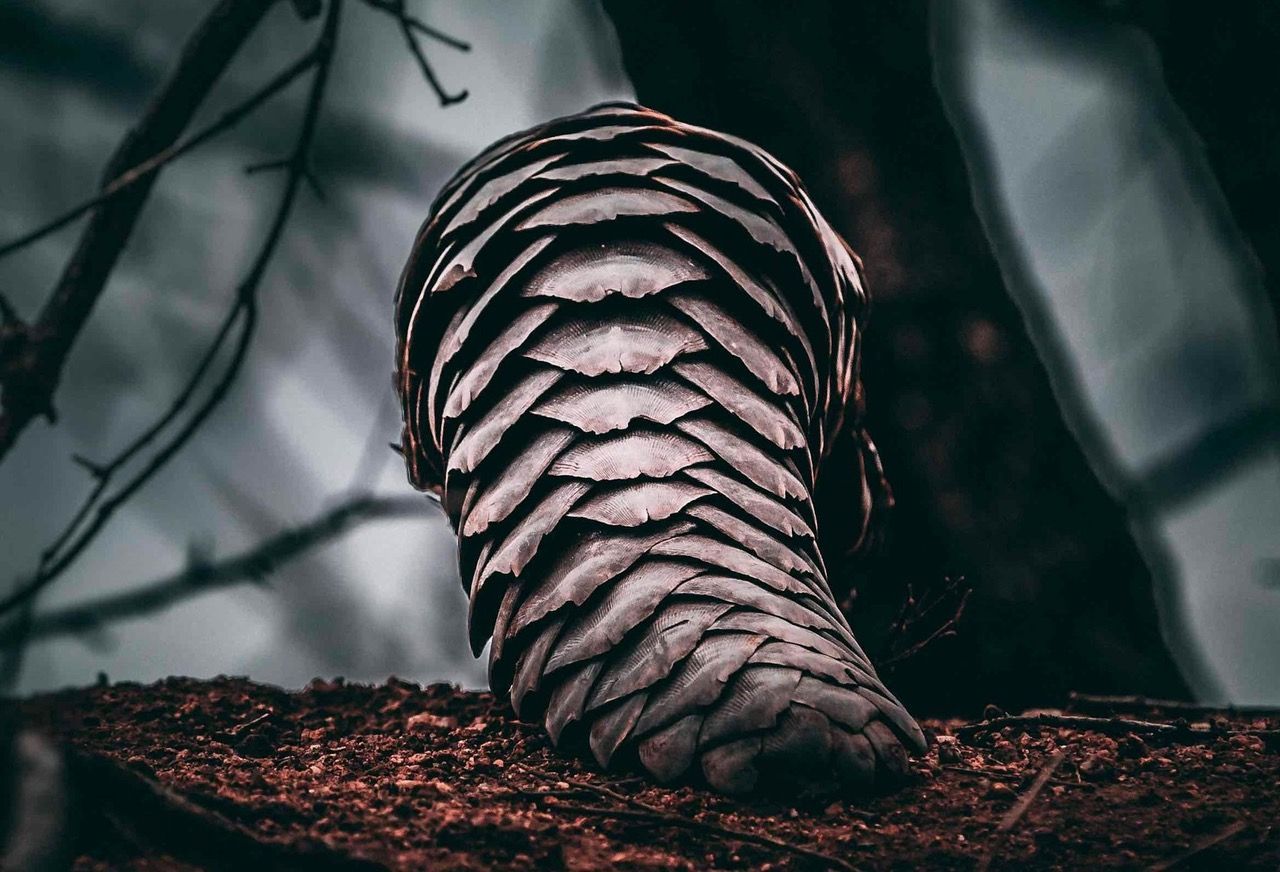 Close-up of a pine cone on dark forest ground, with blurred tree branches in the background.