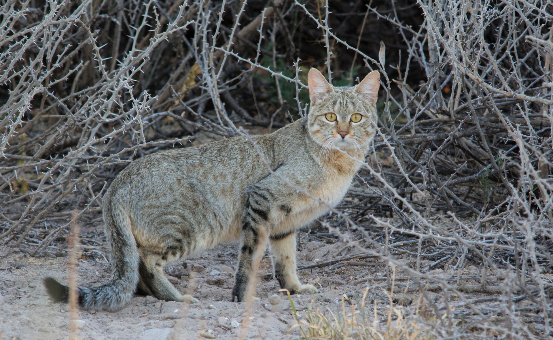 Two wild cats crouch in dry brush, alert and facing the camera.