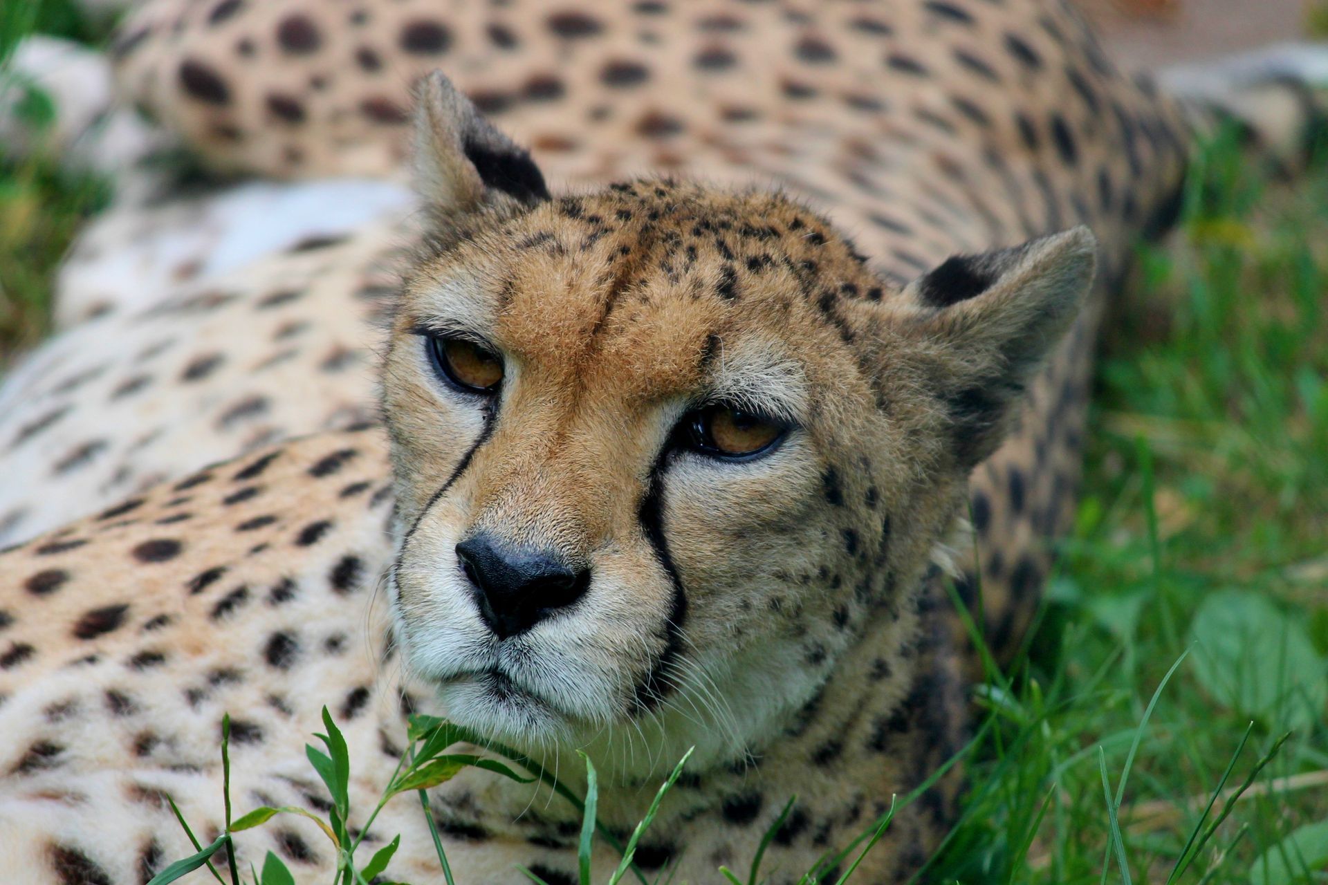 Cheetah lying in grass, facing forward with spotted coat and alert expression