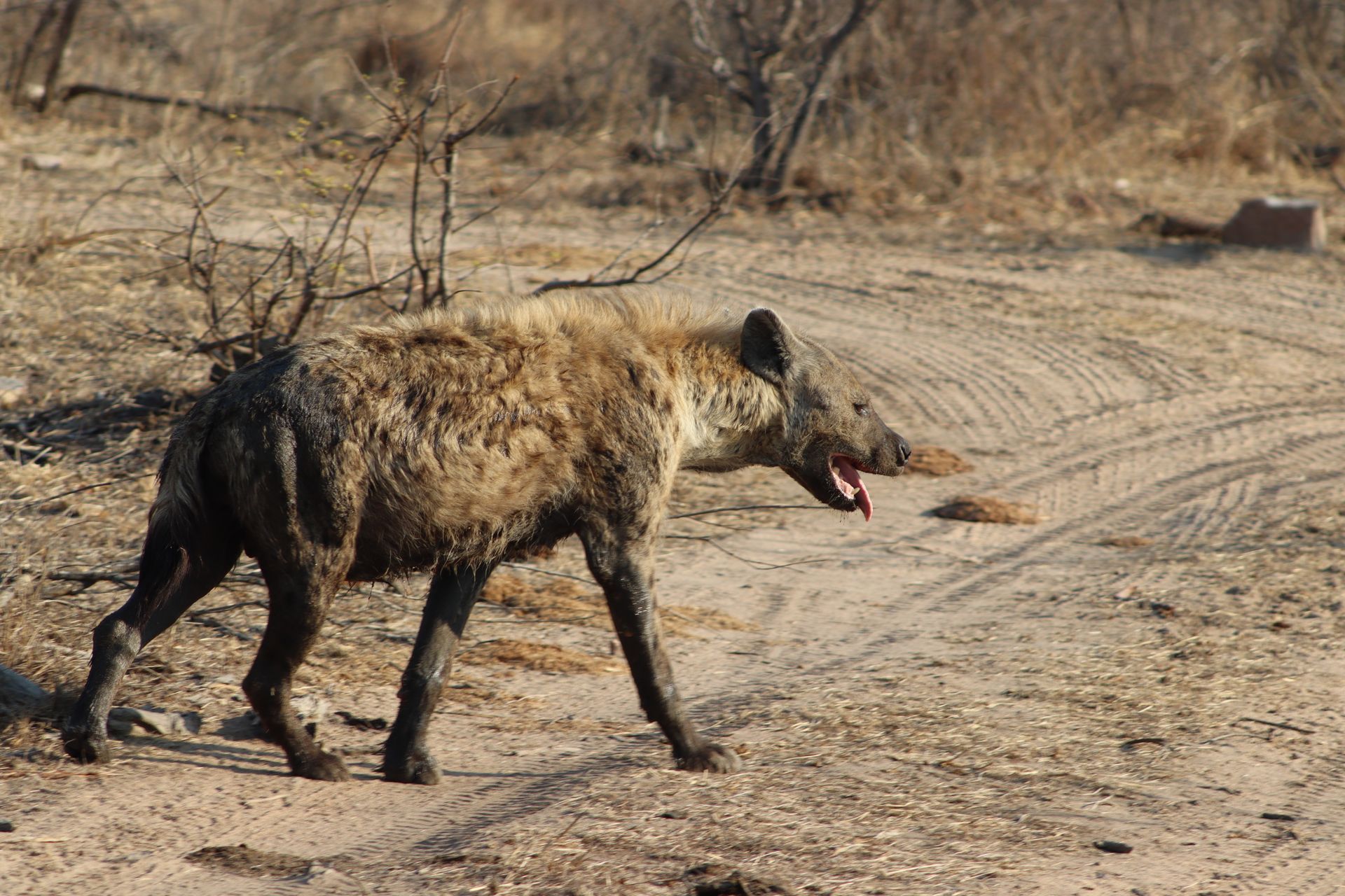 Spotted hyena walking beside a carcass on a dry dirt road in a sparse savanna.