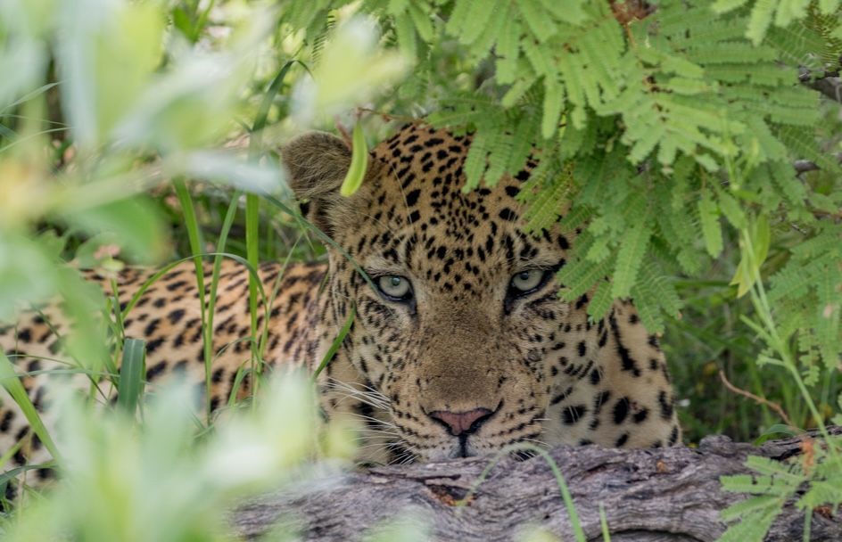 Leopard lying in green foliage, peering through leaves with alert eyes