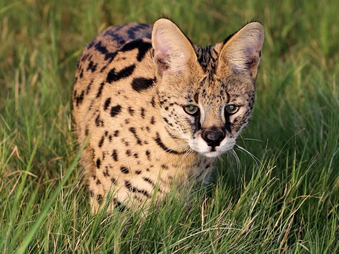 Spotted wild cat crouching in tall grass, facing forward with alert eyes