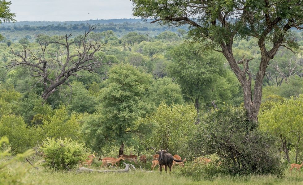 Two elephants grazing in a green savanna with trees and a distant horizon