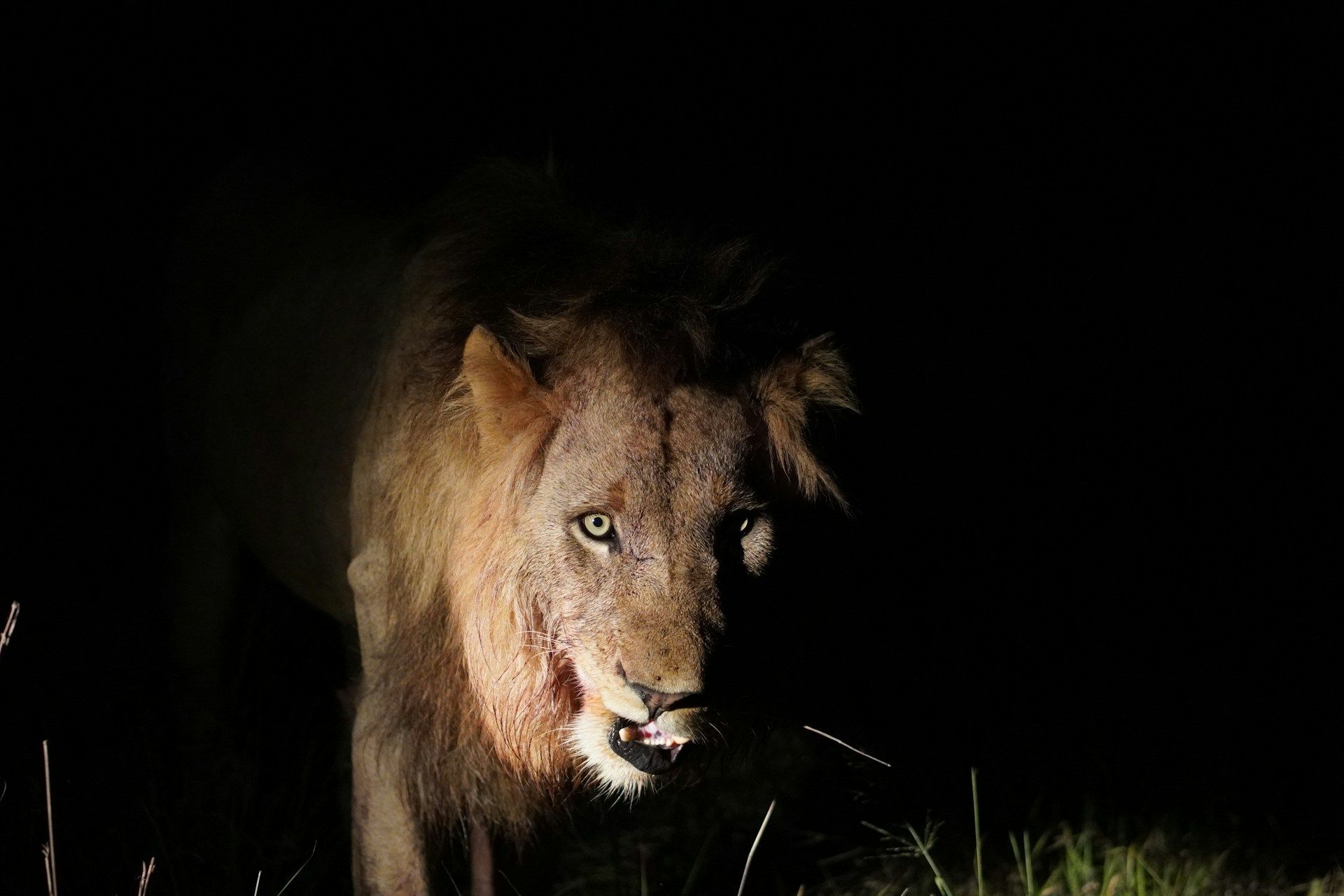 Lion staring from the dark at night, lit by a spotlight.