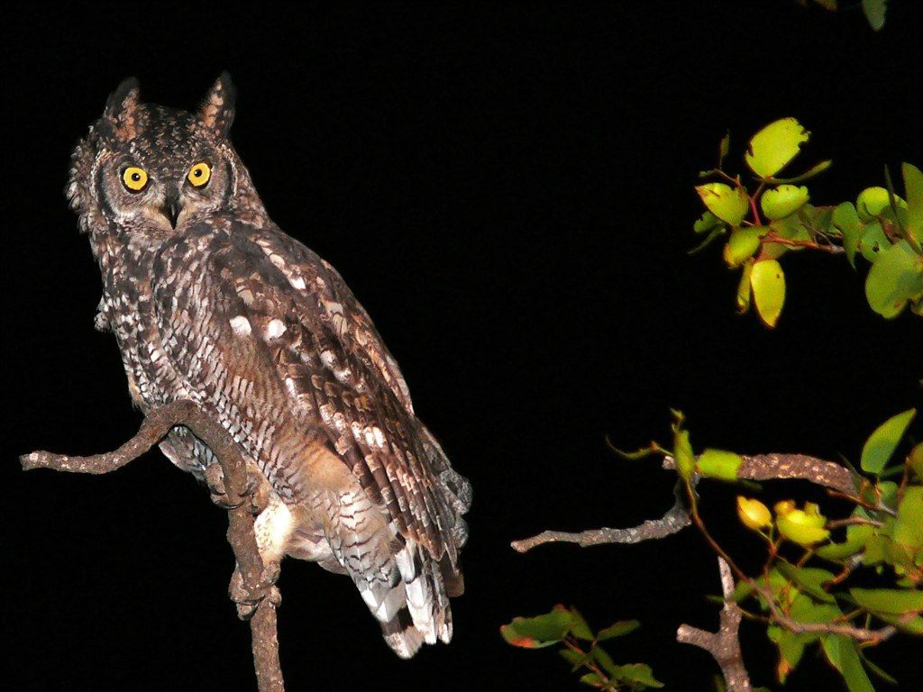 Great horned owl perched at night, with yellow leaves and branches against a dark background