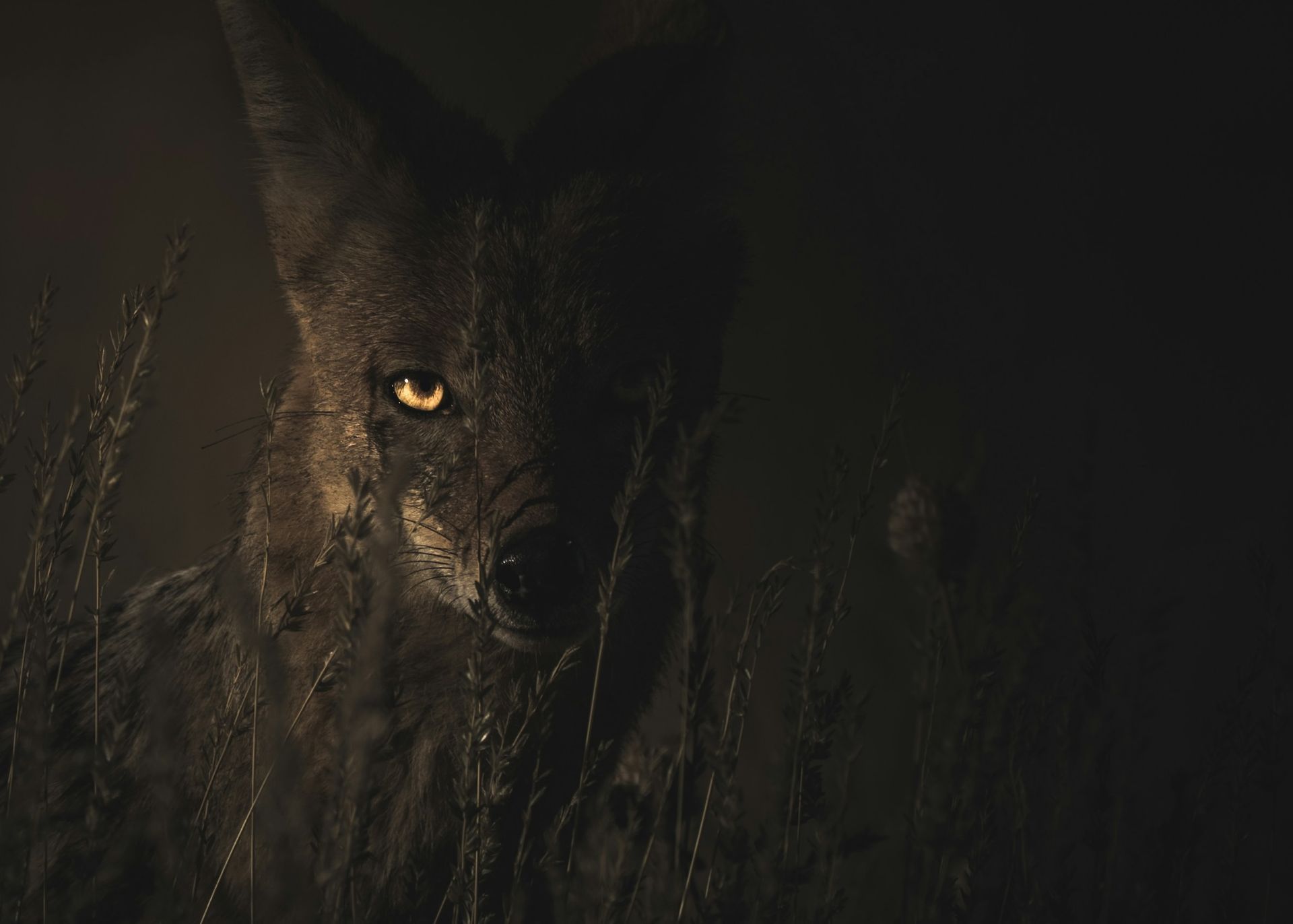 Dark wolf-like animal with glowing amber eye, standing in tall grass at night