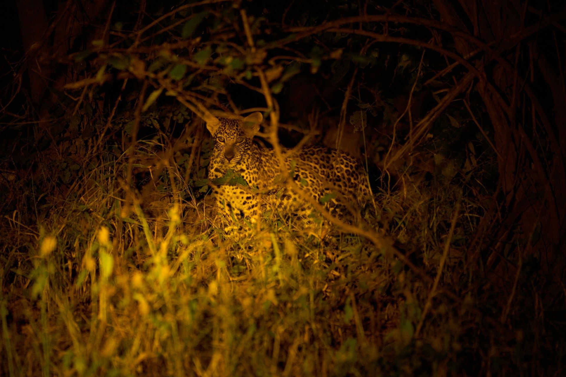 Tall dry grass glowing golden in a dark, shadowy field at night