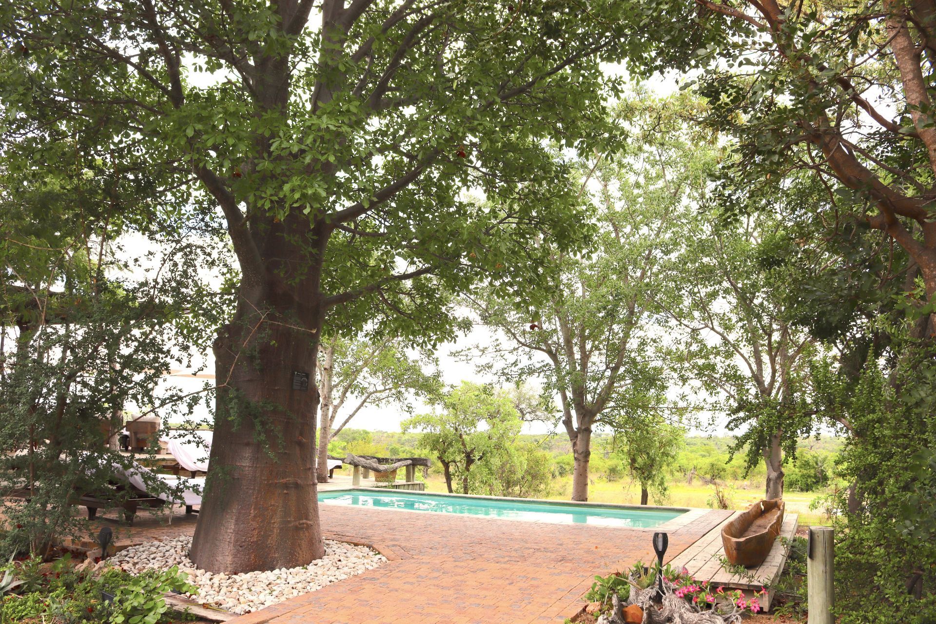 Shaded garden with large trees, brick path, and a turquoise pool in the background