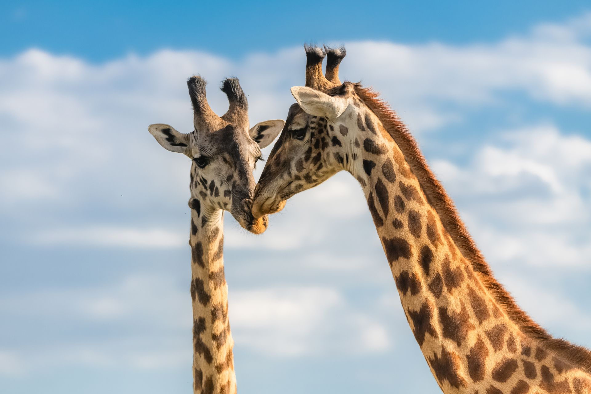 Two giraffes touching heads against a blue sky with clouds