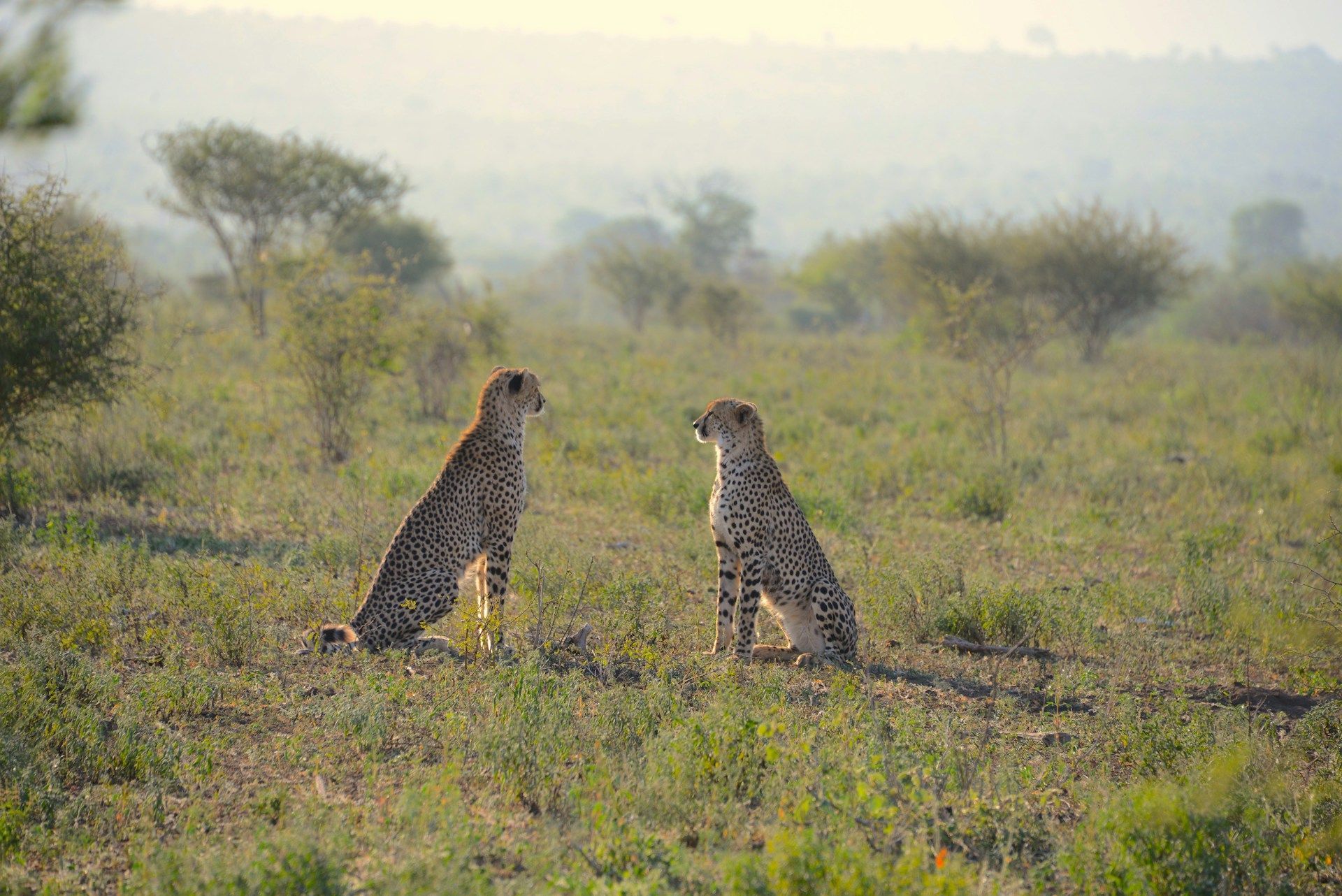 Two cheetahs sitting in grassy savanna with a hazy tree-lined background