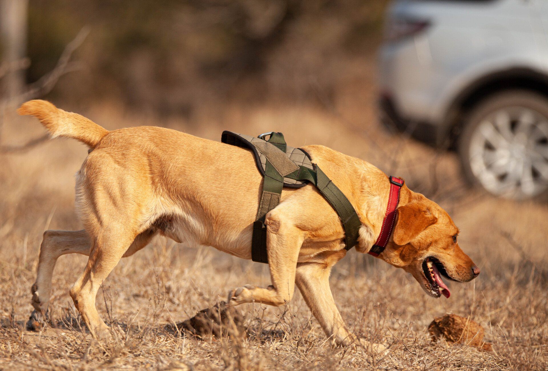 Yellow dog wearing a harness sniffs the ground in a dry field with a car in the background