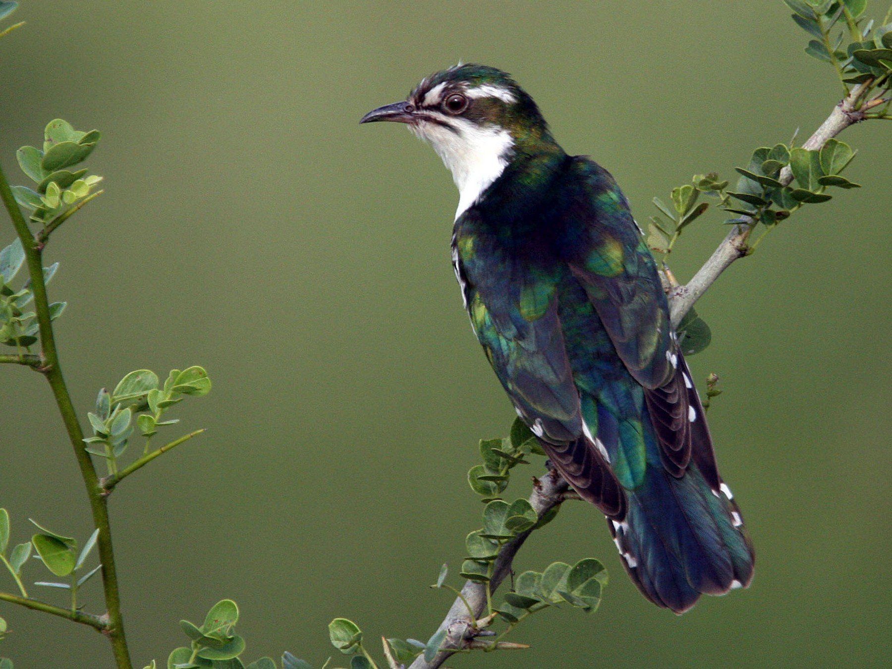 Dark iridescent bird perched on a branch against a soft green background