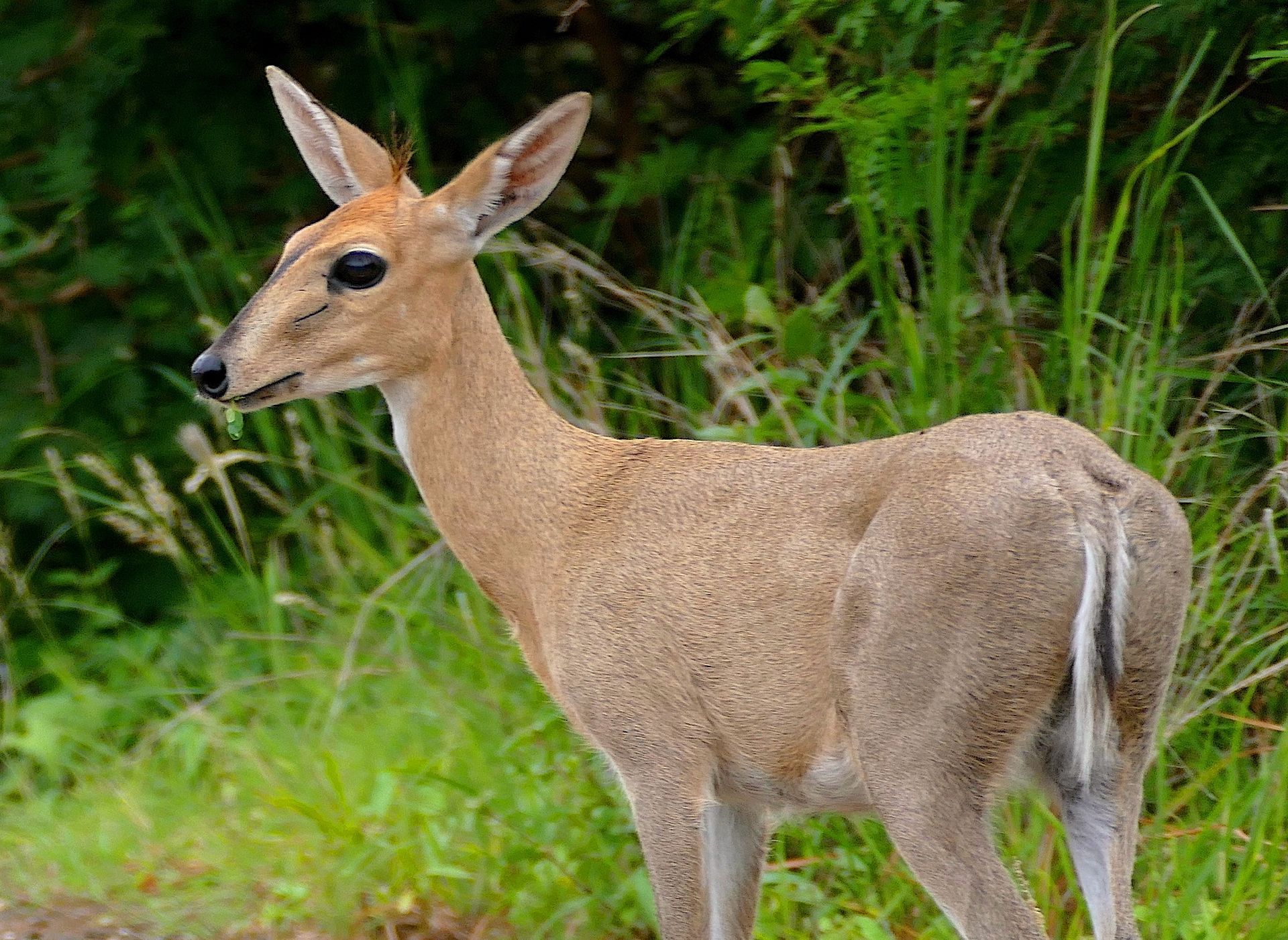 Deer standing in tall green grass, facing left, with a tan coat and white undertail.