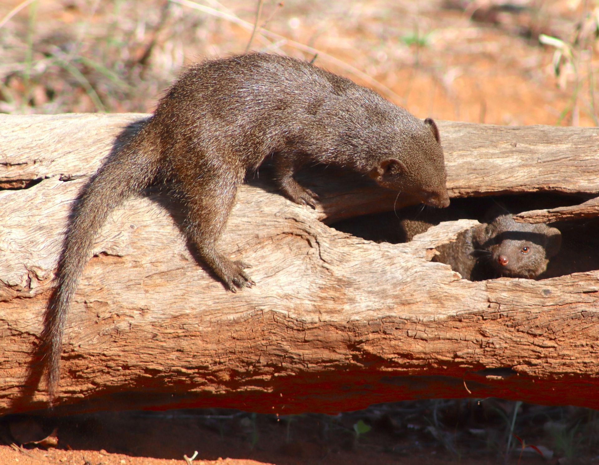 Small brown mammal climbing on a log outdoors, head down and tail raised