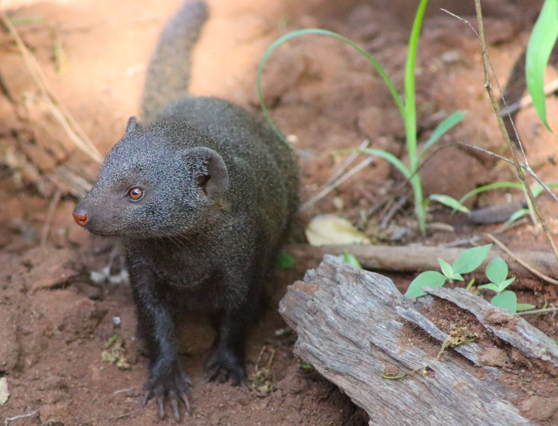 Small dark mongoose standing on dirt beside a fallen log in a forested area