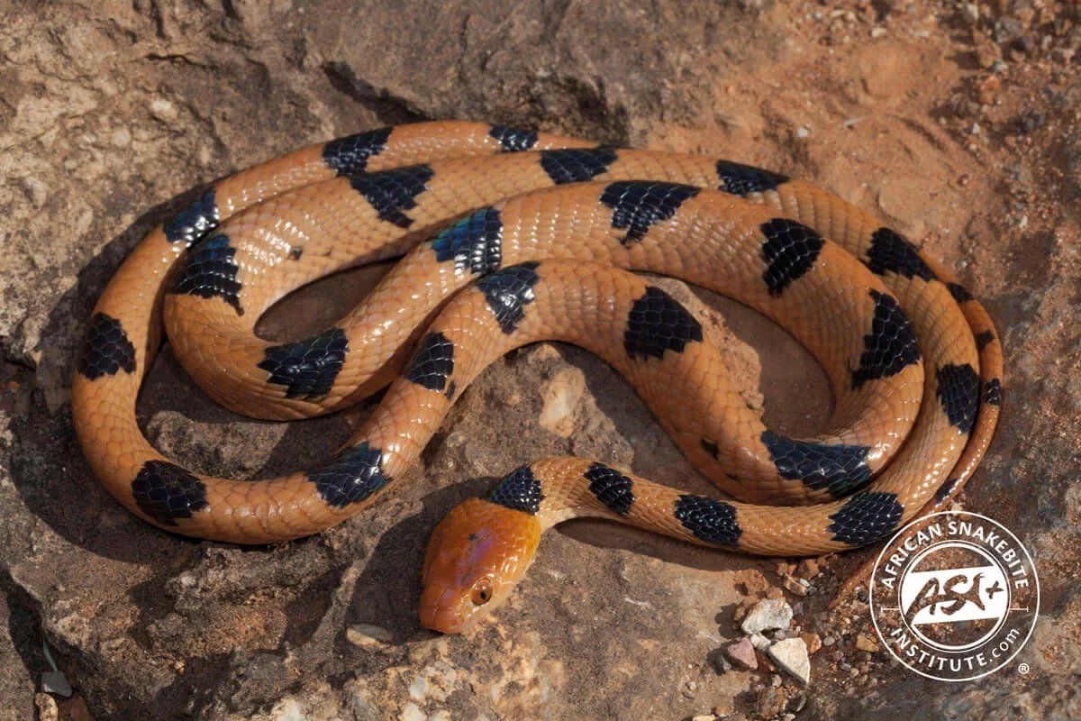 Orange snake with black diamond markings coiled on rocky ground