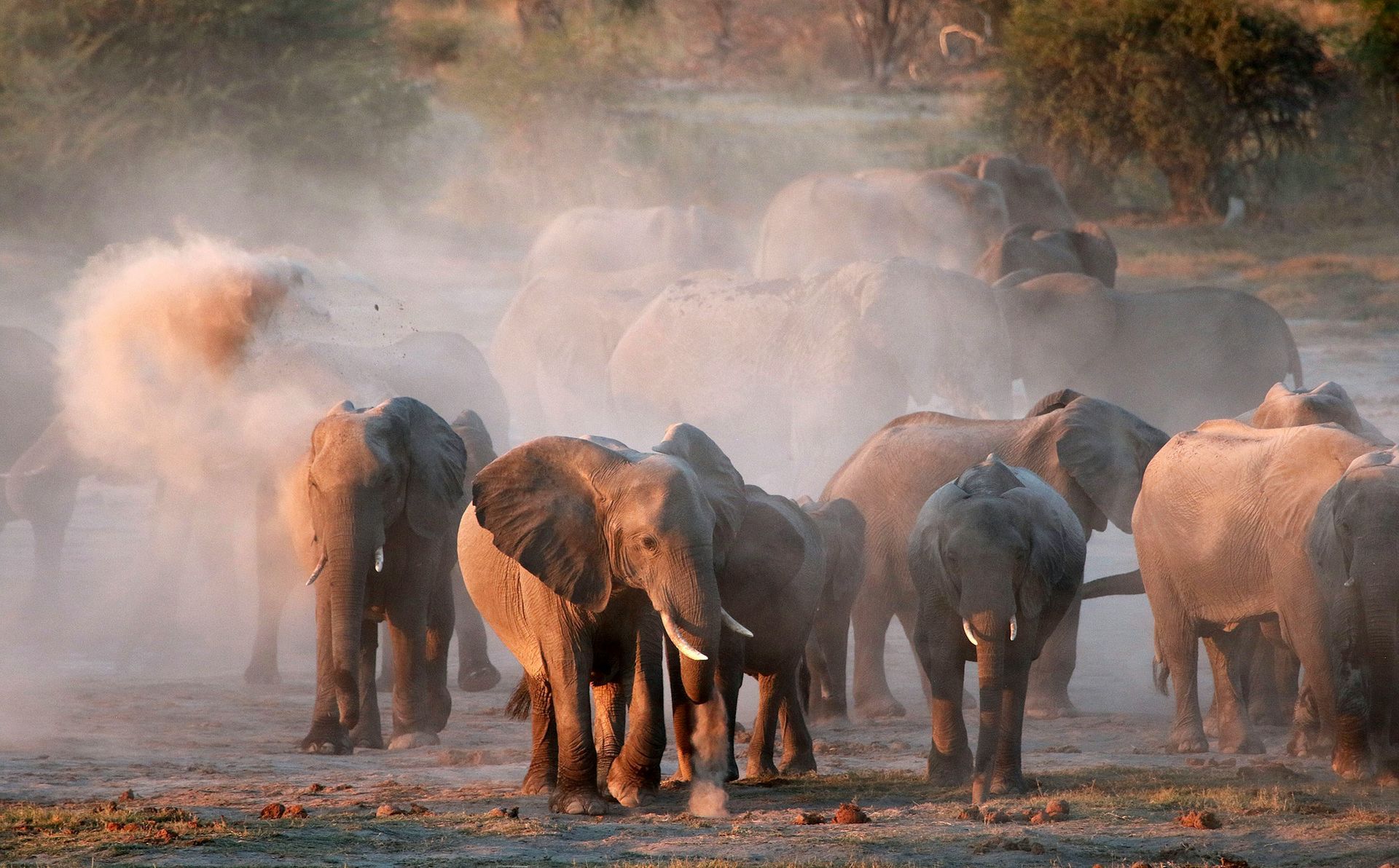 Elephants gathering at a dusty watering hole, some spraying water in warm light.