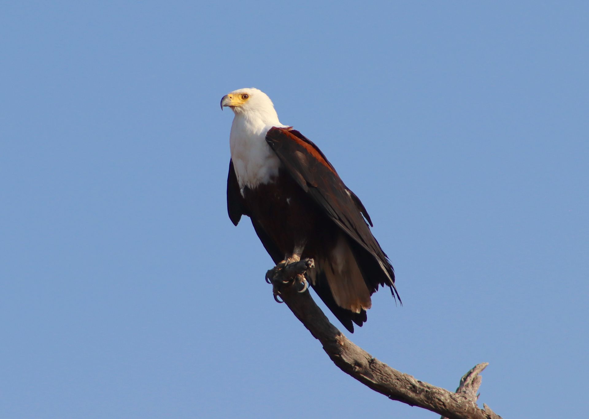 Bald eagle perched on a branch against a clear blue sky