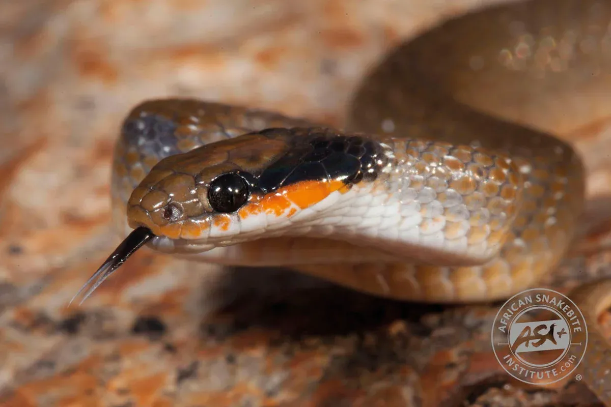 Brown snake with orange jaw and black eye stripe on a rocky surface