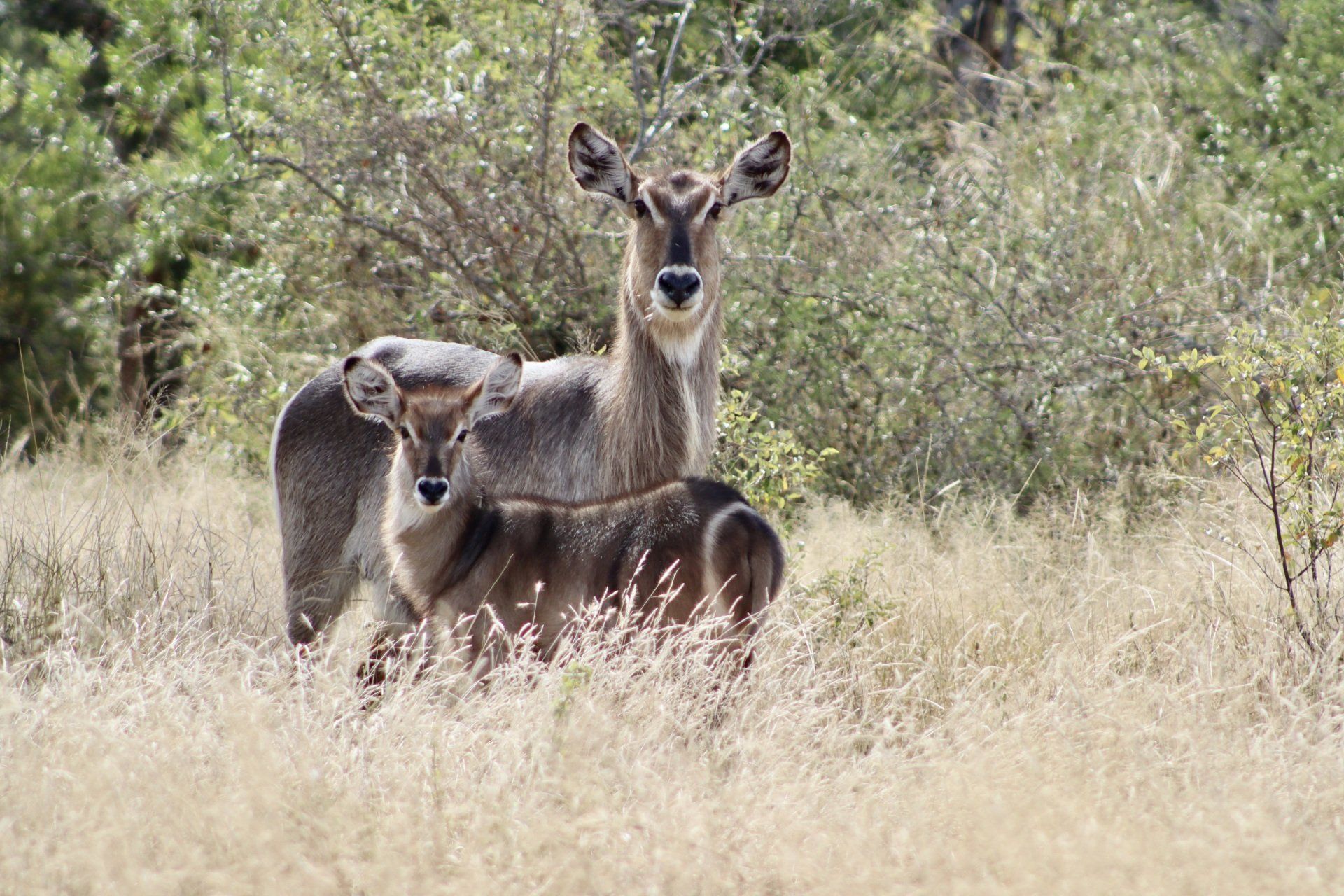 Two deer standing in tall grass, one with a fawn, in a wooded field.
