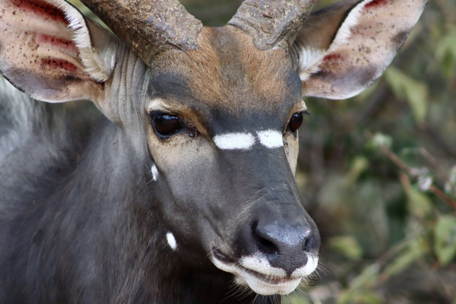Close-up of a deer with white facial markings, standing in a leafy forest background