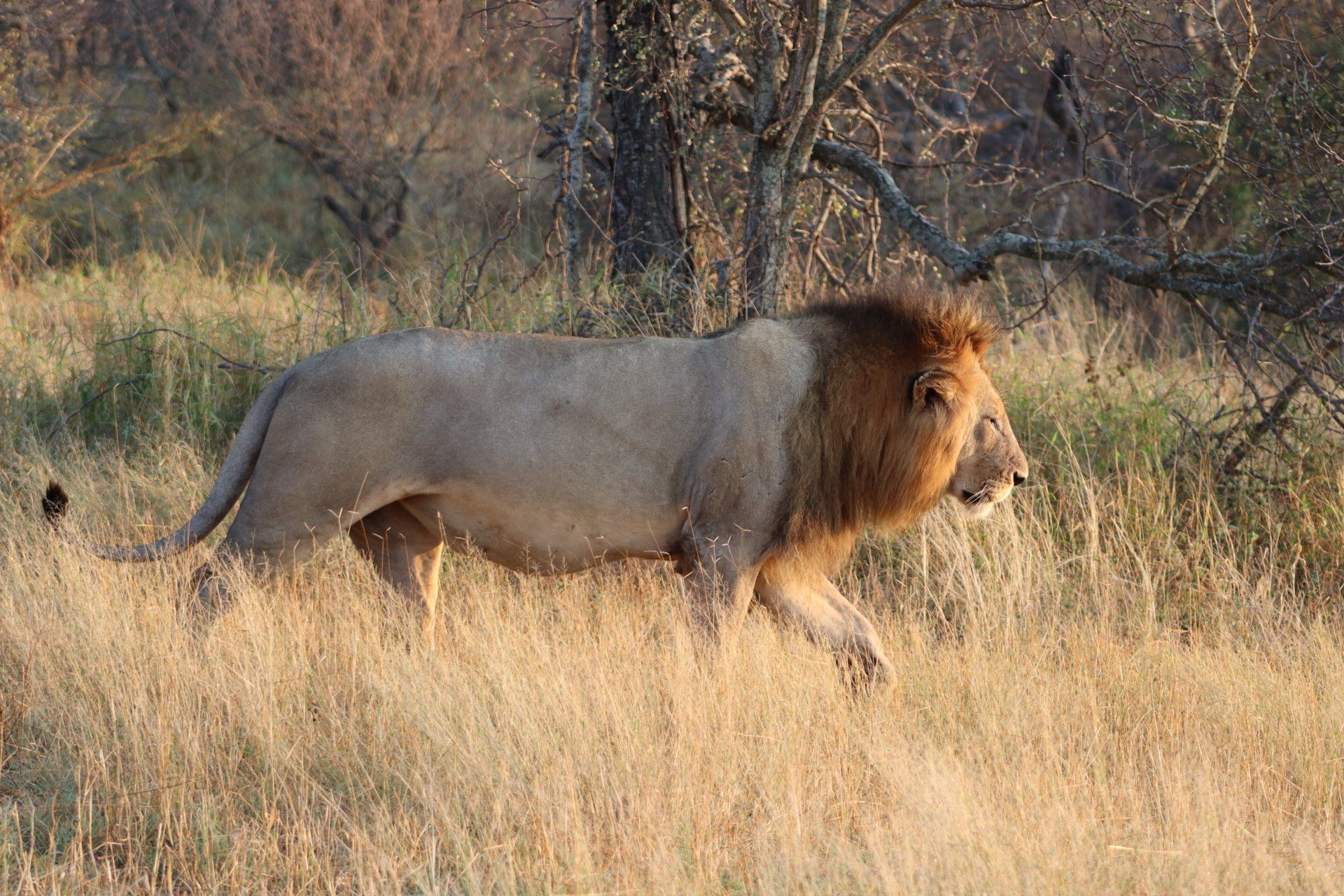 Male lion walking through tall dry grass in a savanna setting