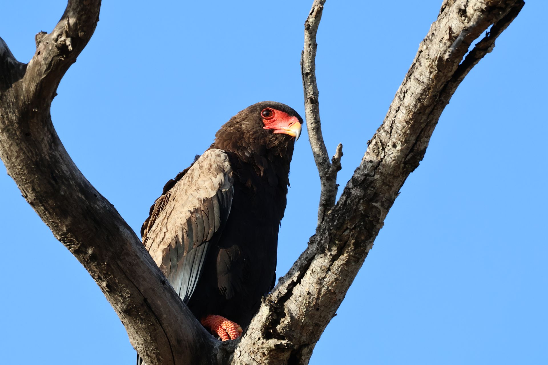 Black bird perched in a tree branch against a blue sky