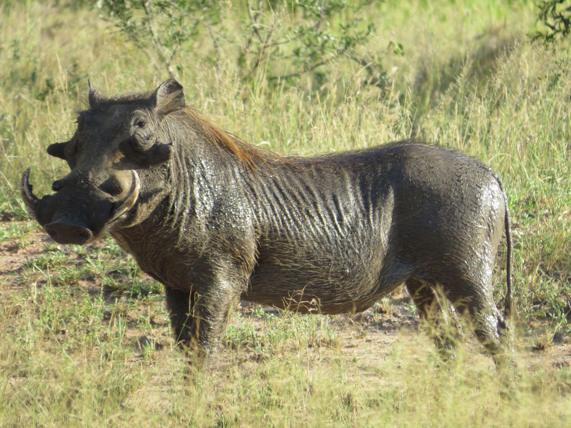 Warthog standing in dry grass, side view with tusks and raised mane