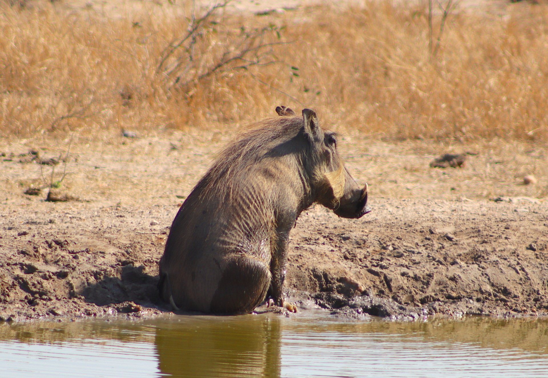 Warthog sitting at the edge of a muddy waterhole in dry grassland, facing the water.