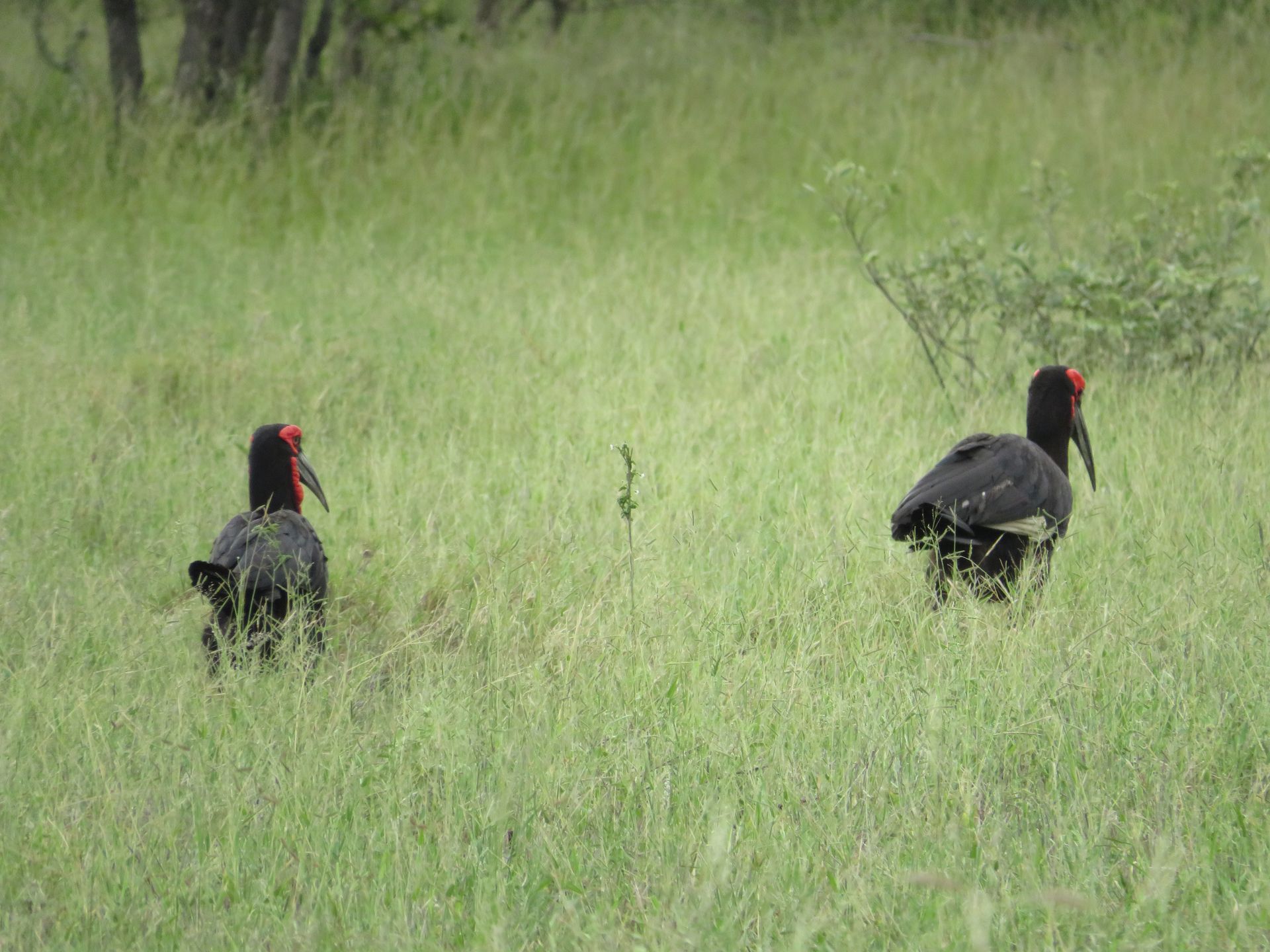 Two black birds with red heads standing in tall green grass