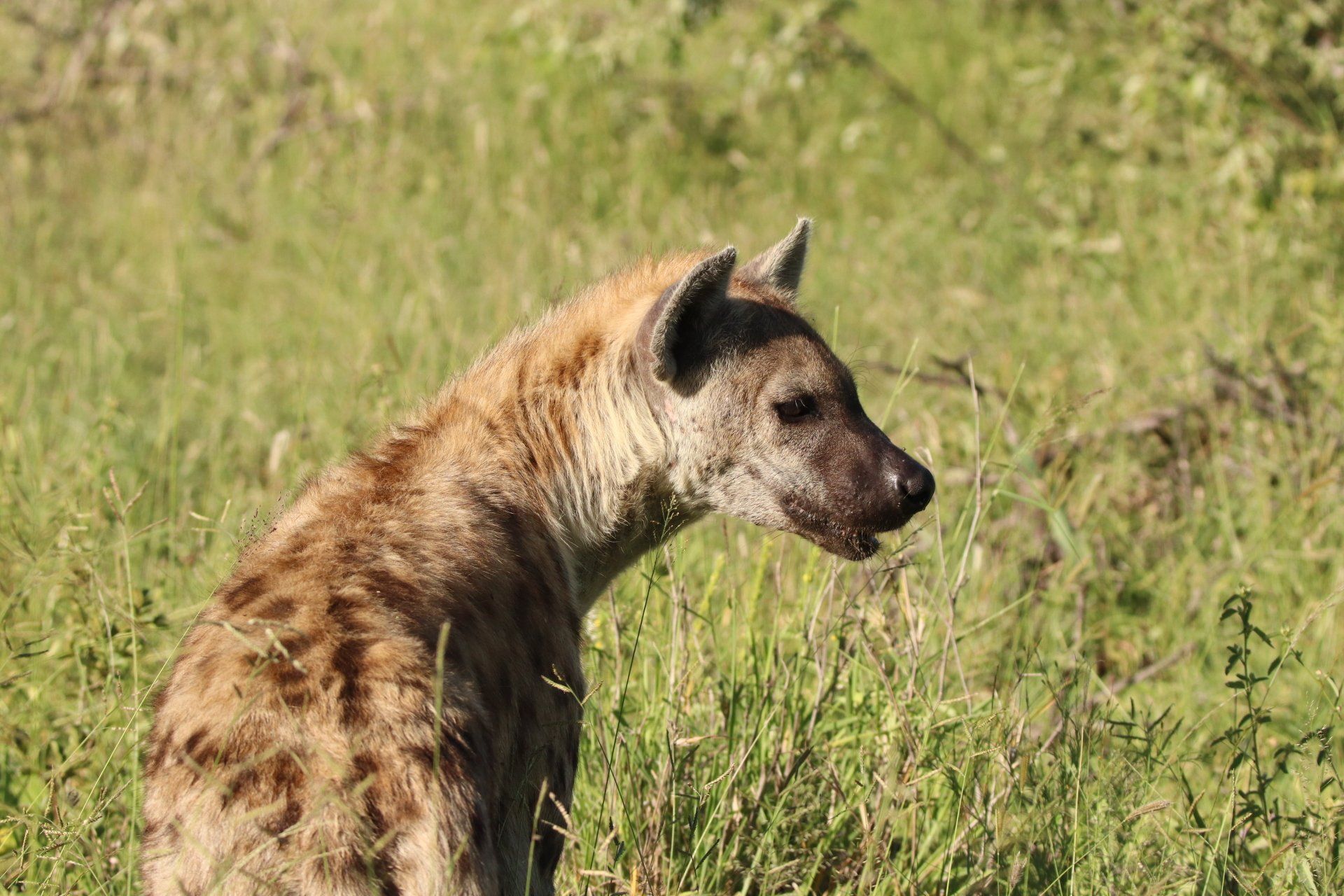 Spotted hyena in profile standing in tall grass, facing right.