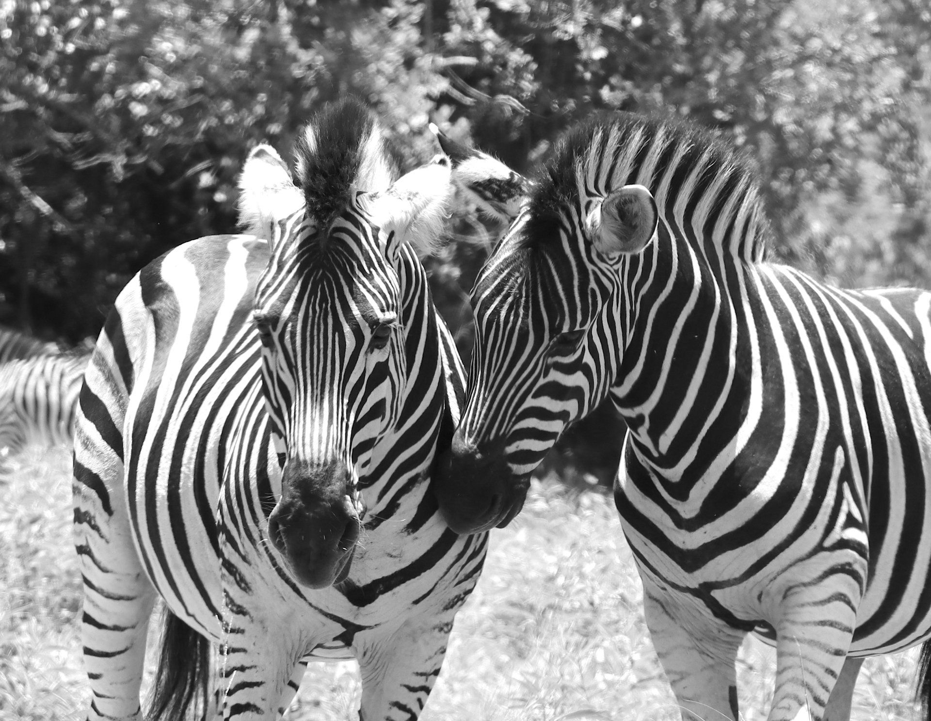 Two zebras standing close together in a grassy outdoor setting, black-and-white stripes prominent