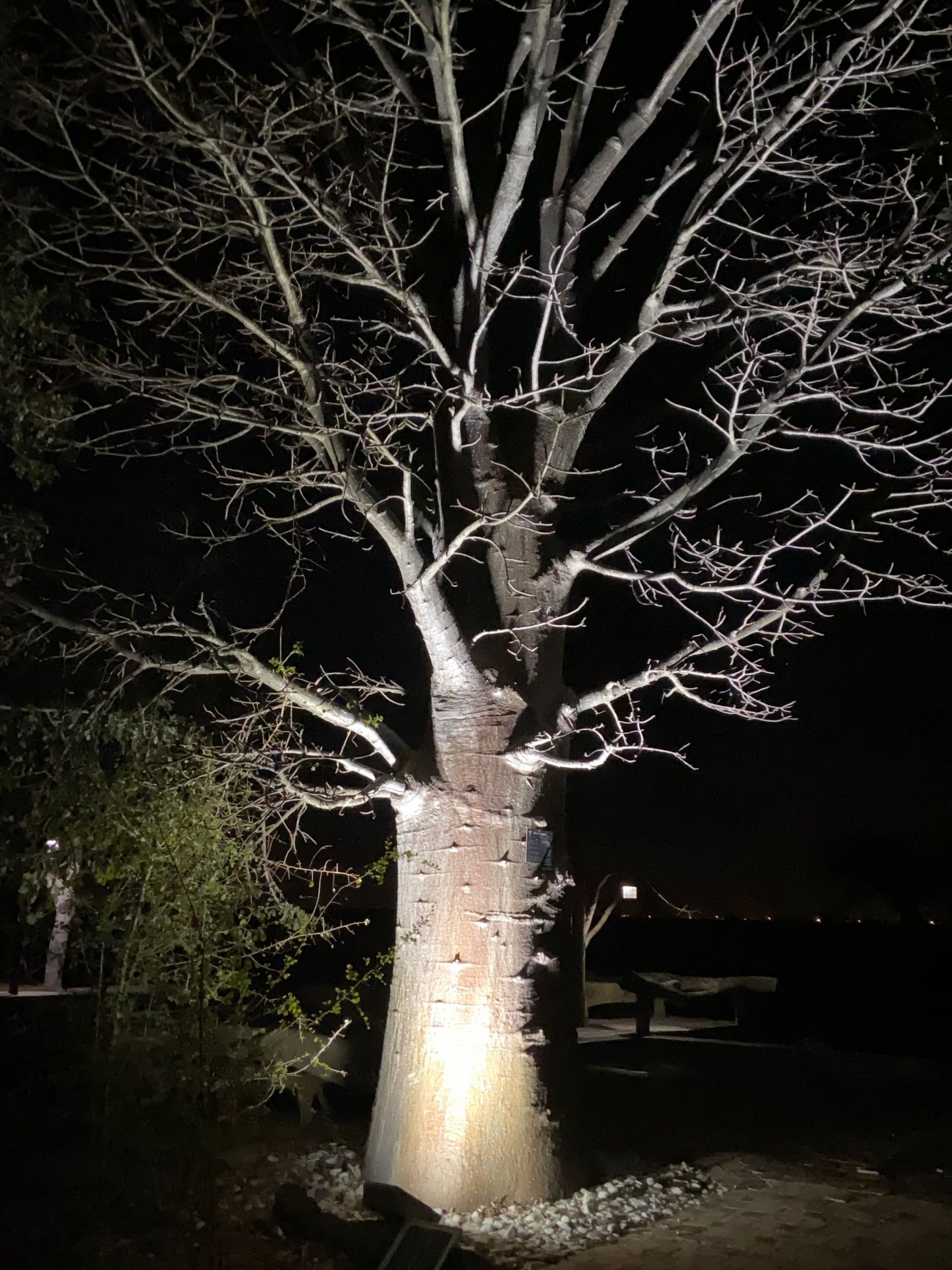 Lit leafless tree at night in a dark outdoor area