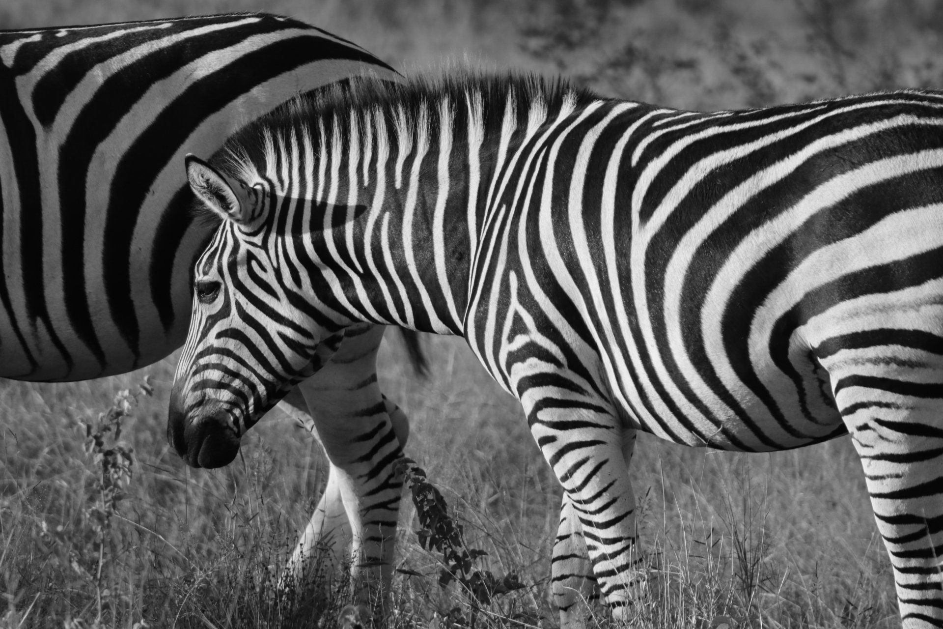 Two zebras standing in tall grass, black-and-white stripes visible in a grassy field.