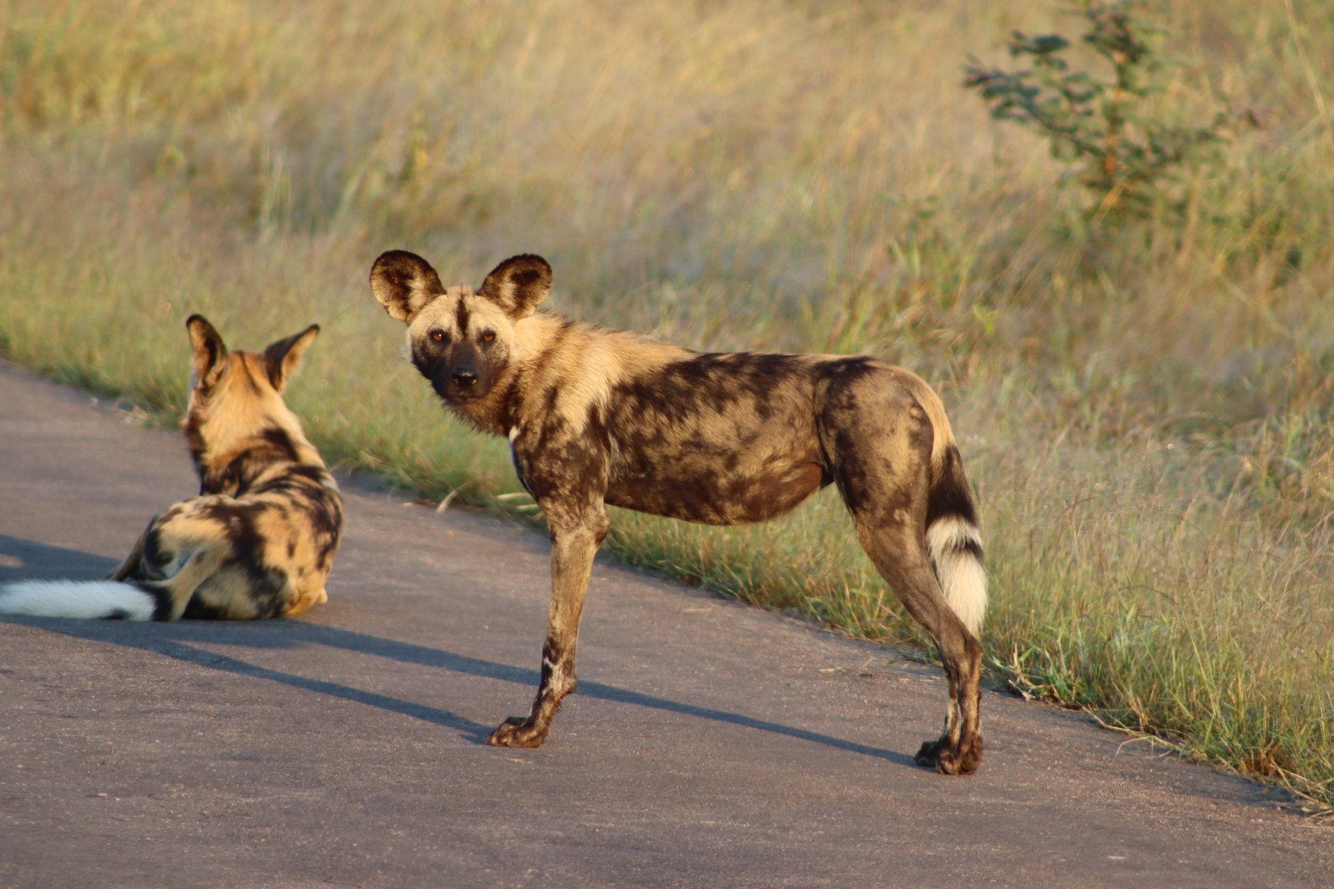 Two African wild dogs on a paved road, one standing and one lying down in dry grassland.