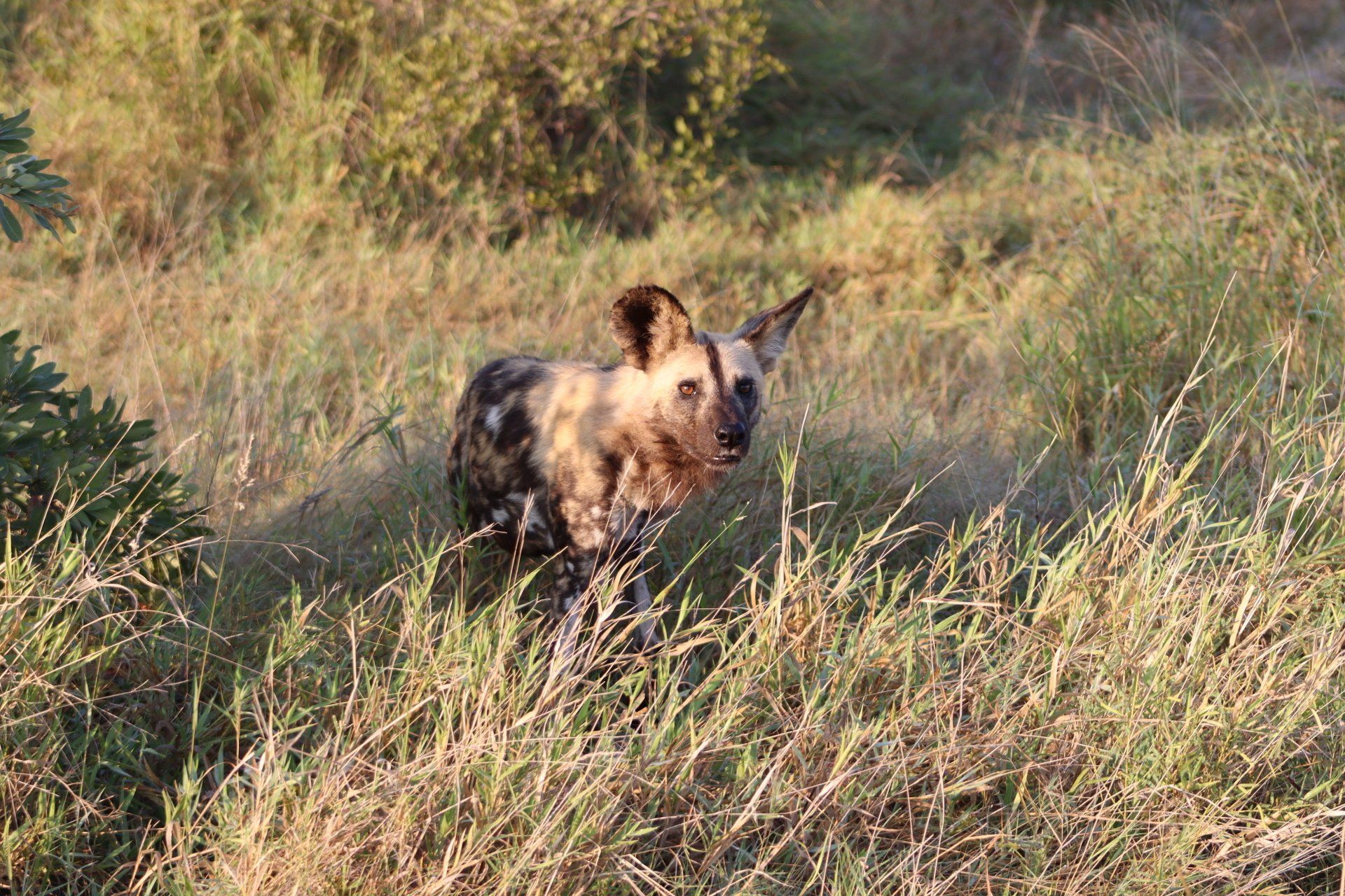 A wild dog standing in tall grass with a blurred, sunlit forest background