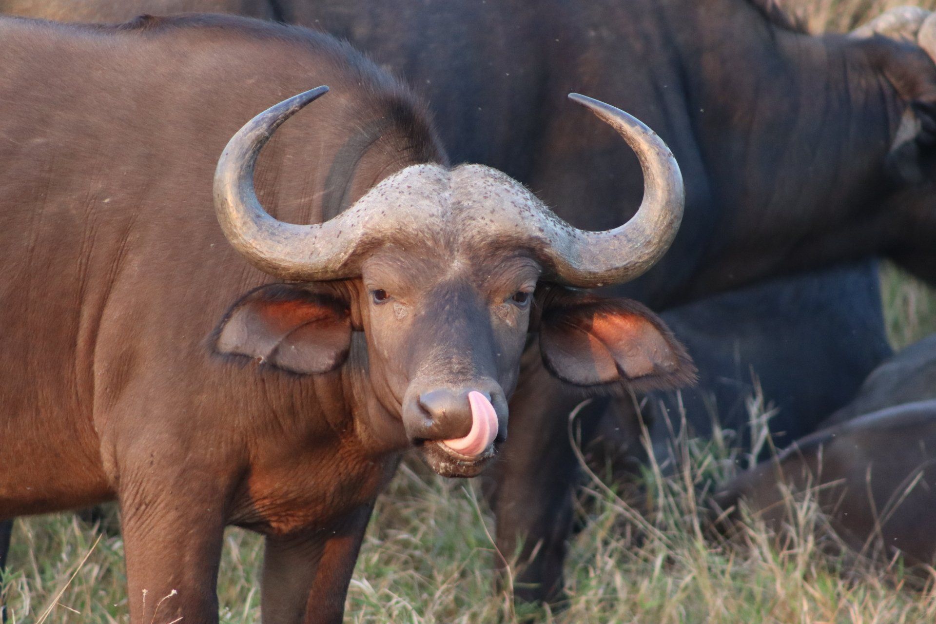 Buffalo with large curved horns standing in grass, facing the camera