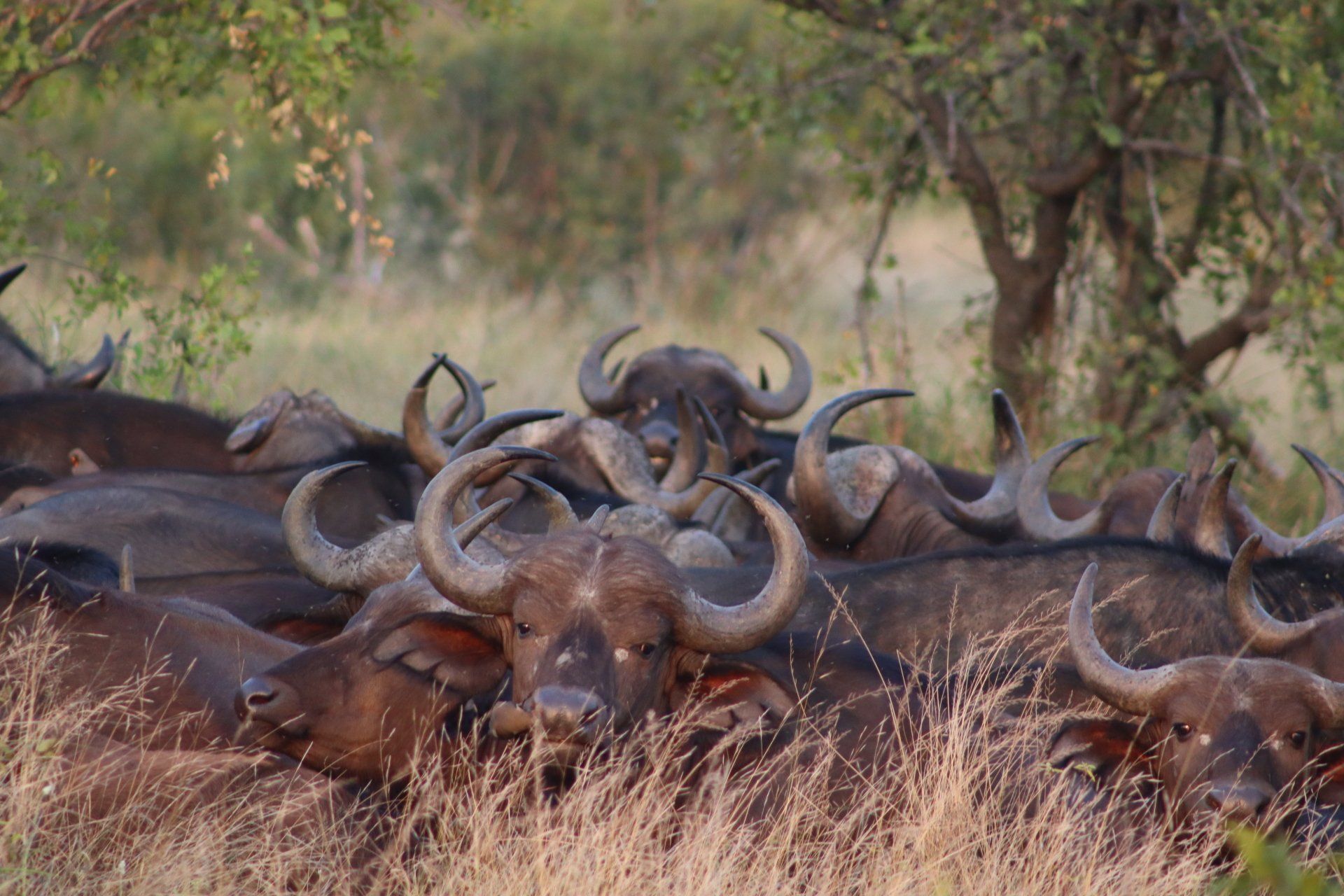 Herd of buffalo lying in dry grass beneath trees, with one facing forward in the center