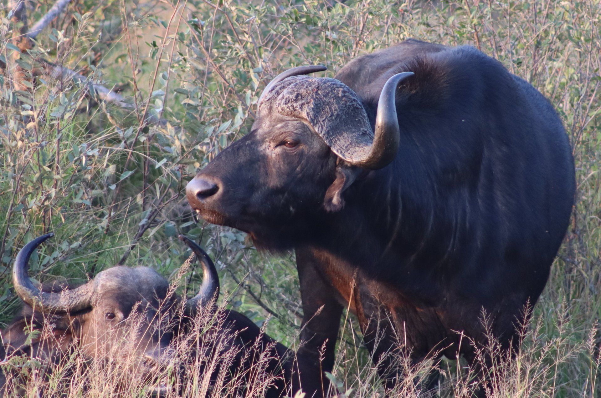 Two black buffaloes standing in dry grassland, one facing left with curved horns.