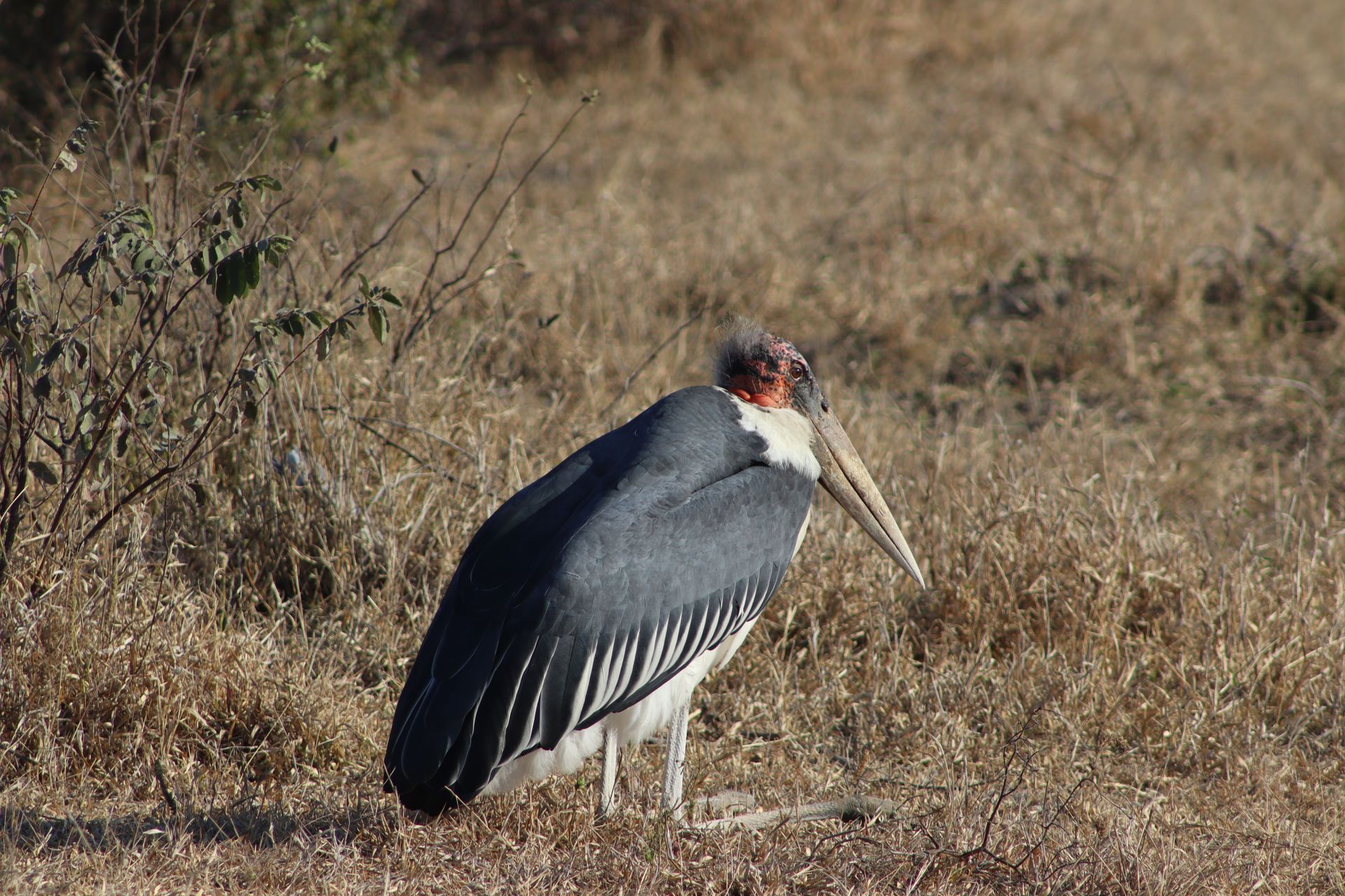 Gray heron standing in dry grass, head bowed and long beak visible.