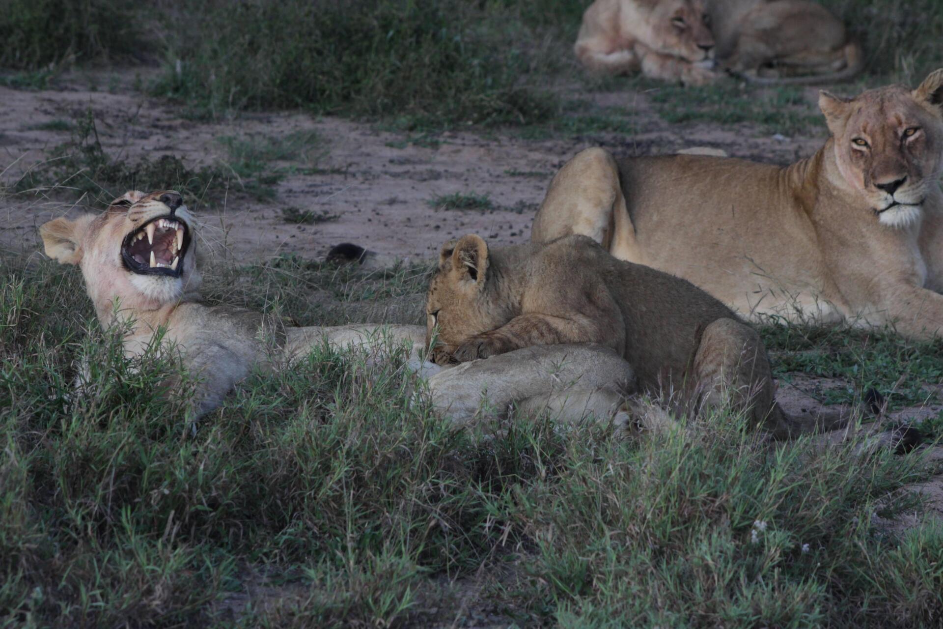 Three lions resting in grassy brush, one yawning with mouth open.