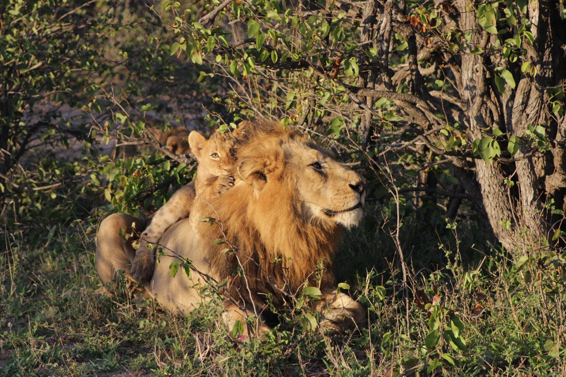 Lion resting in tall grass beside a tree in a wooded area