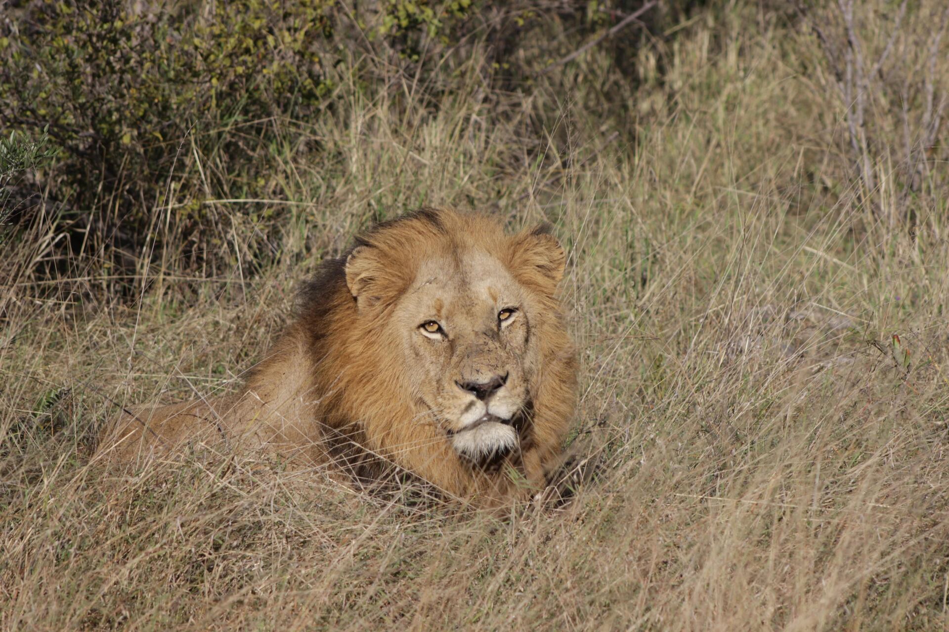 Lion lying in tall dry grass, looking toward the camera.