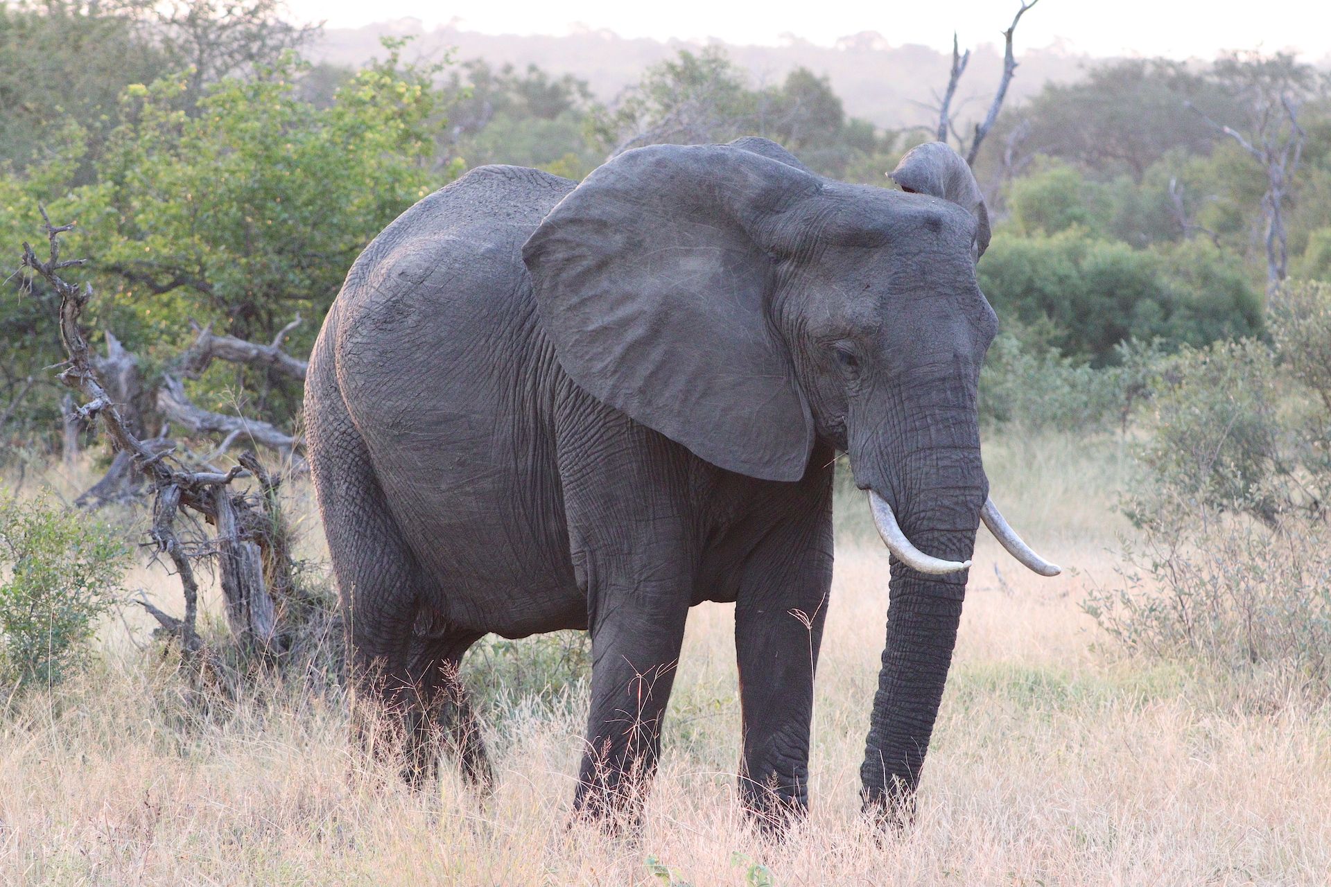 Elephant walking through dry grass in a savanna landscape