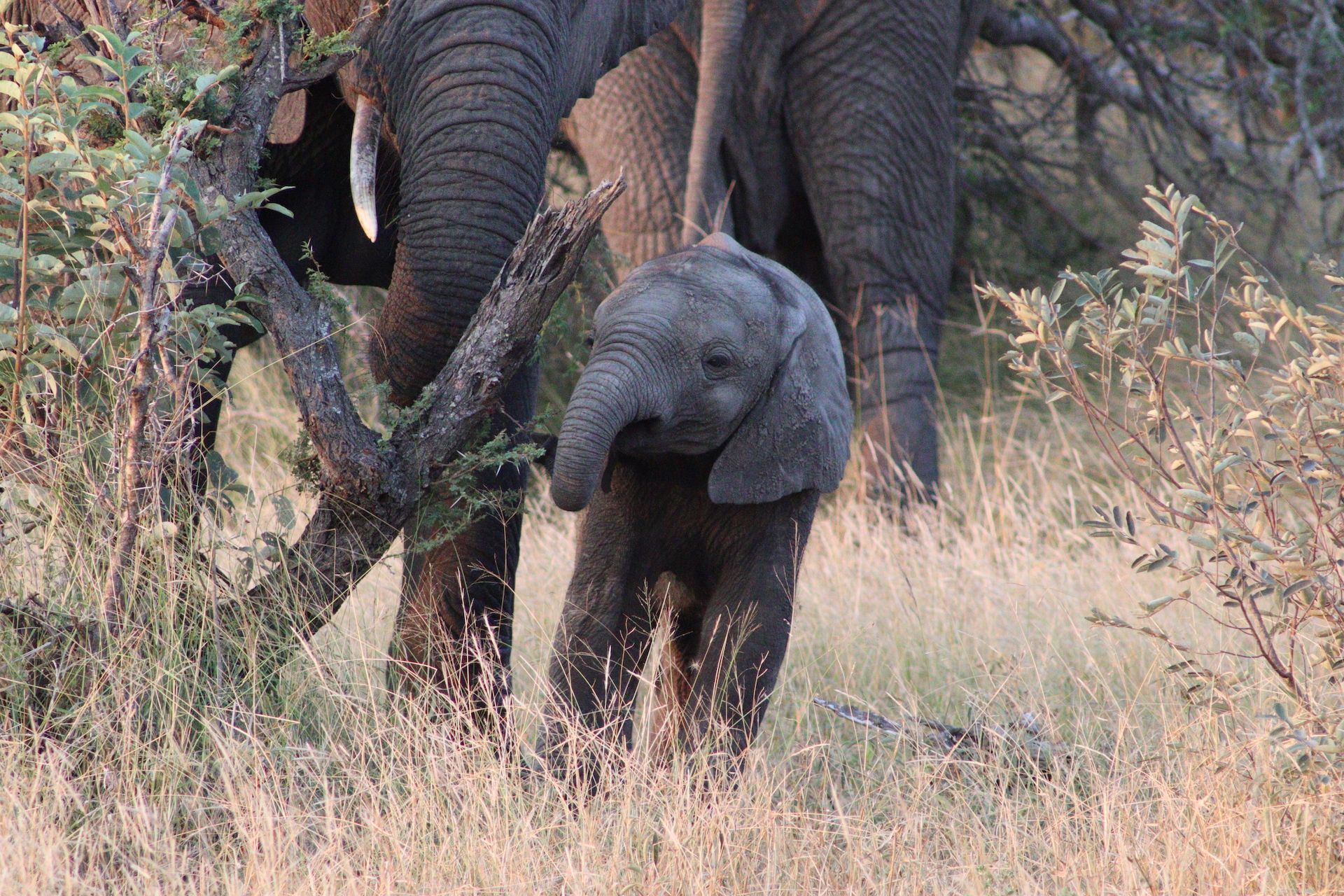 Elephants walking through dry grassland, with a calf in front and adults behind.