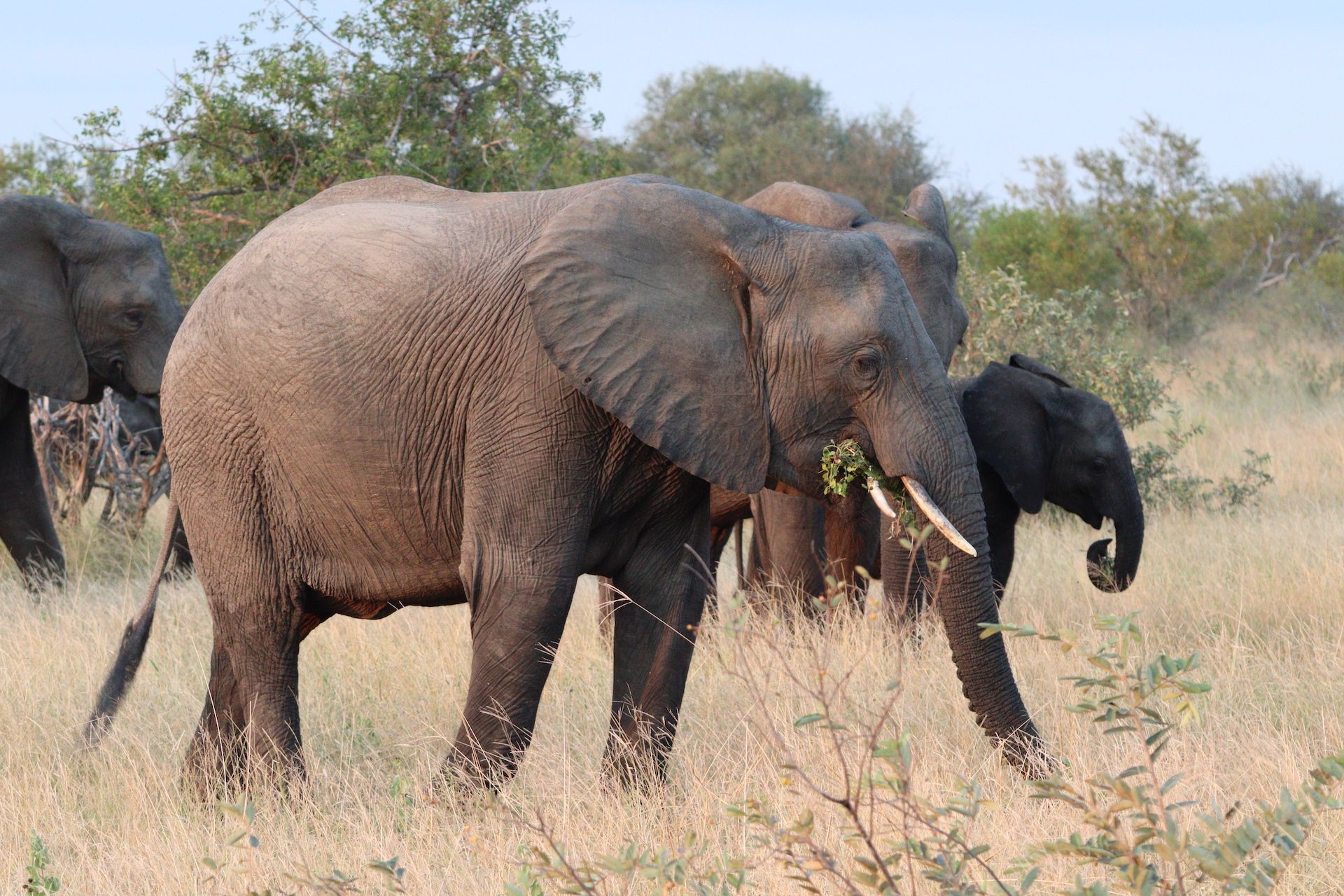 Two elephants walking through dry grassland, one in front and one behind.